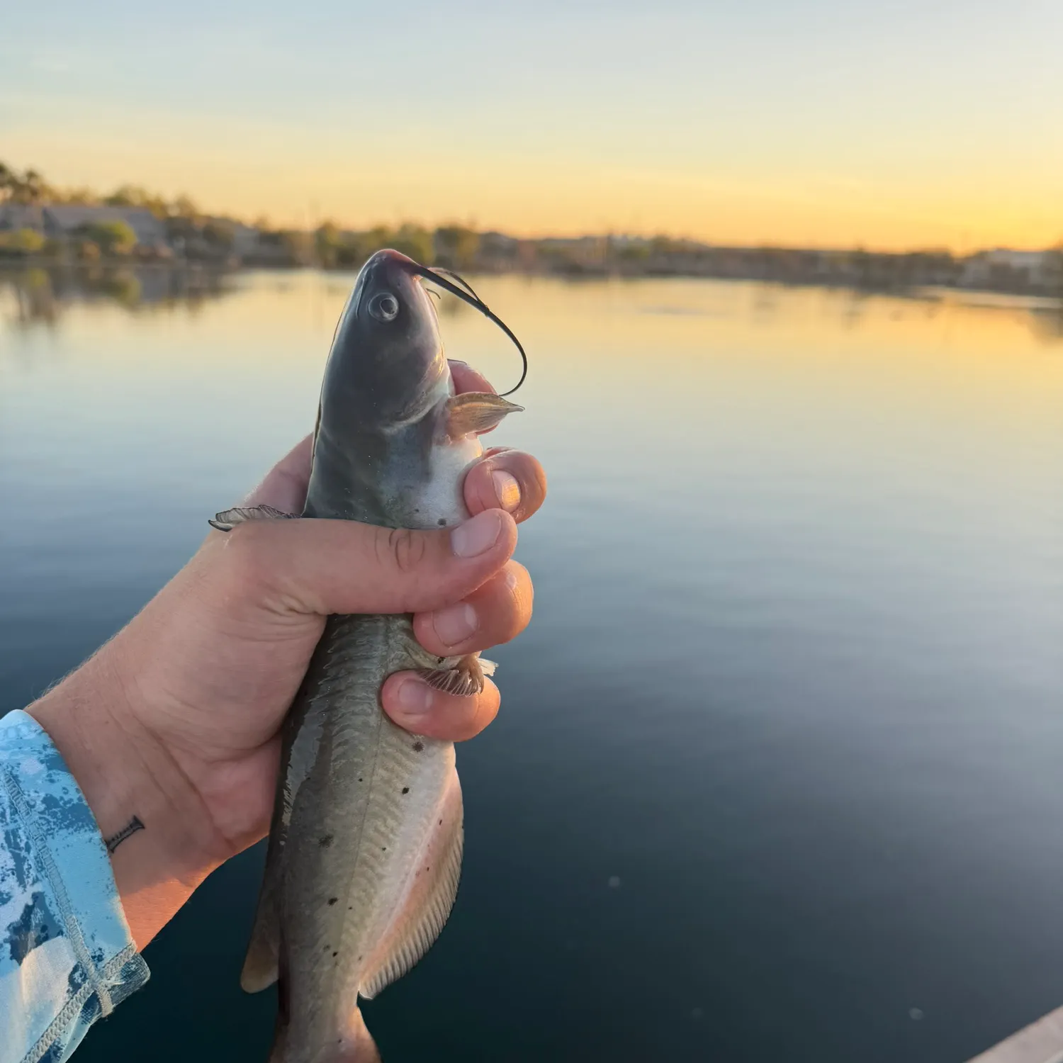 The most recent Channel catfish catches on Fishbrain