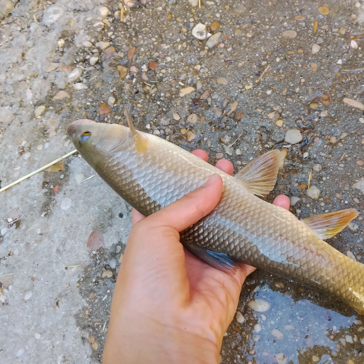 Common barbel caught on Fishbrain
