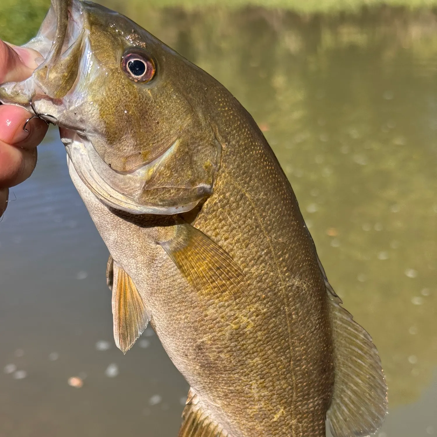 Smallmouth bass caught on Fishbrain