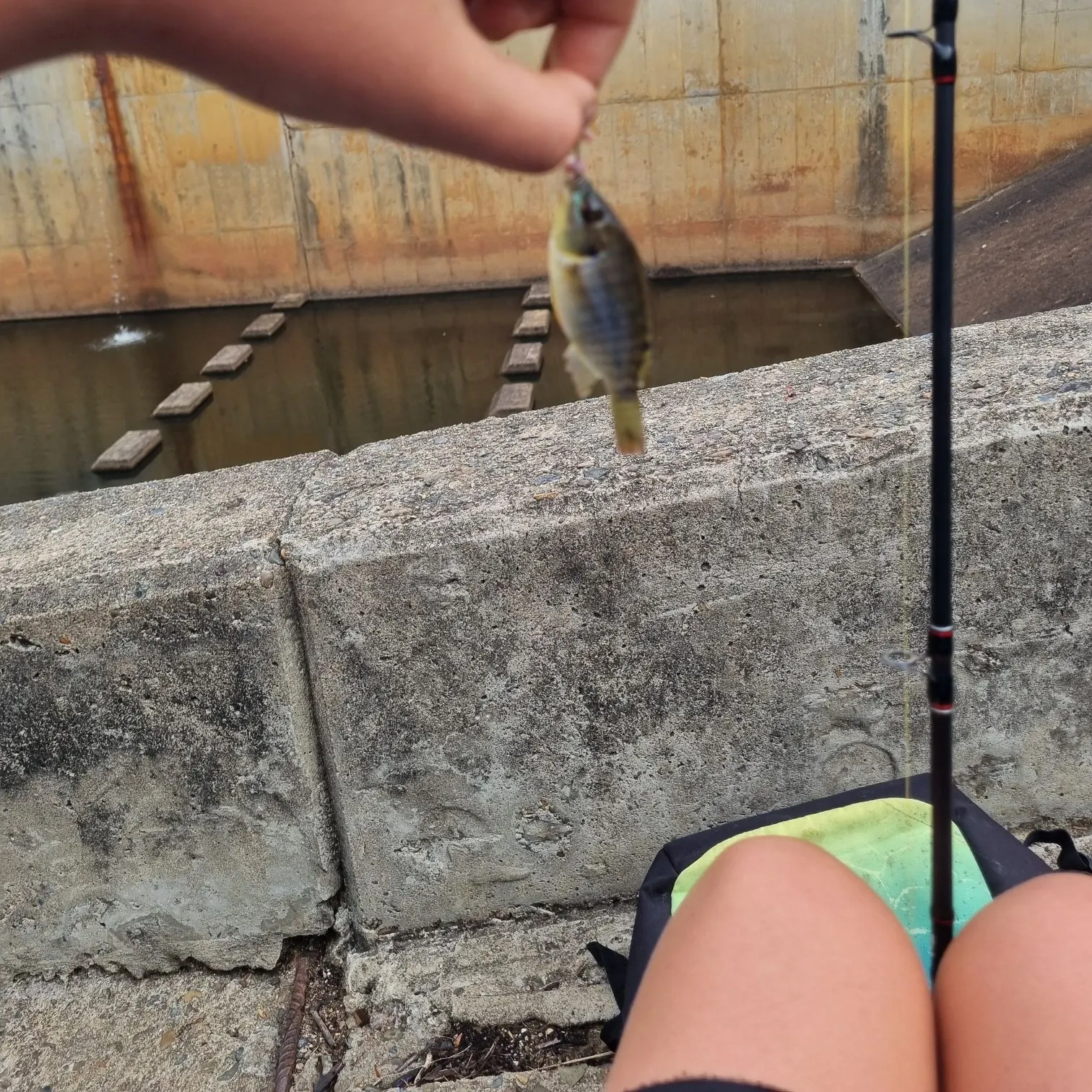 The most recent Mozambique tilapia catches on Fishbrain