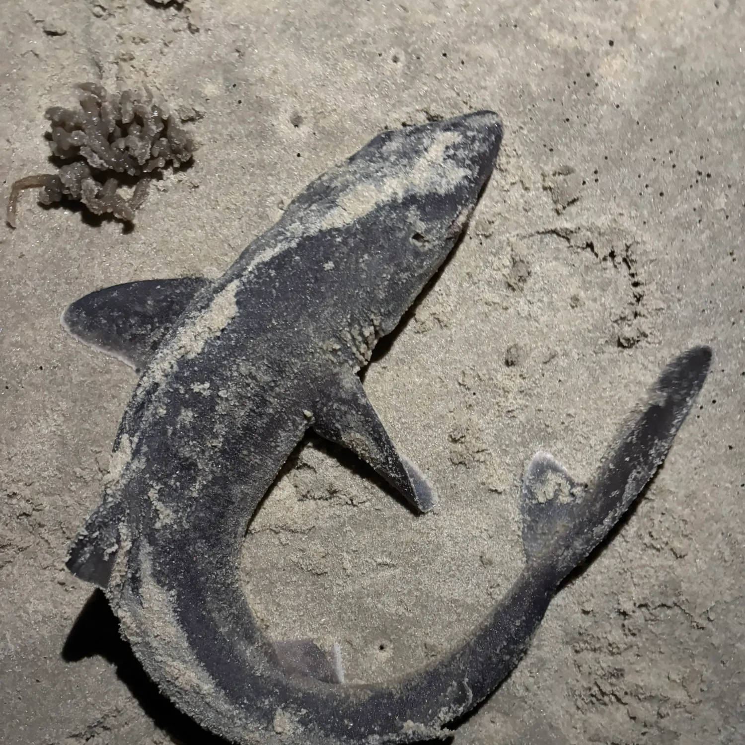 The most recent Pacific spiny dogfish catches on Fishbrain