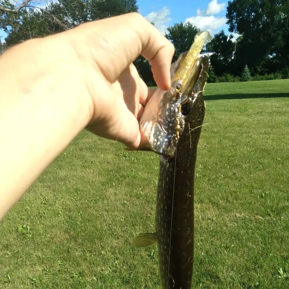 The most recent Northern pike catches on Fishbrain