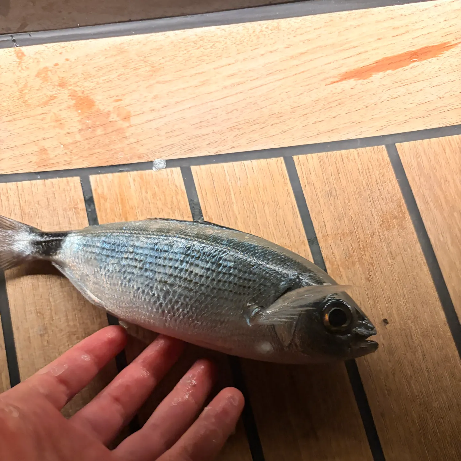 The most recent Saddled seabream catches on Fishbrain