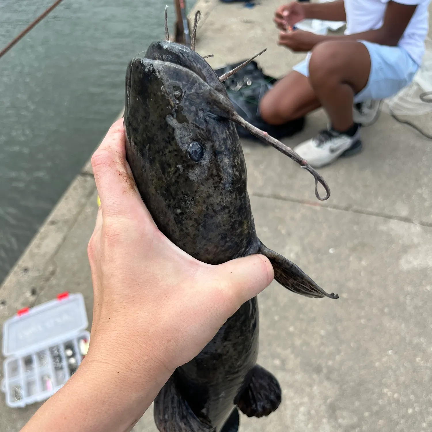 The most recent Flathead catfish catches on Fishbrain