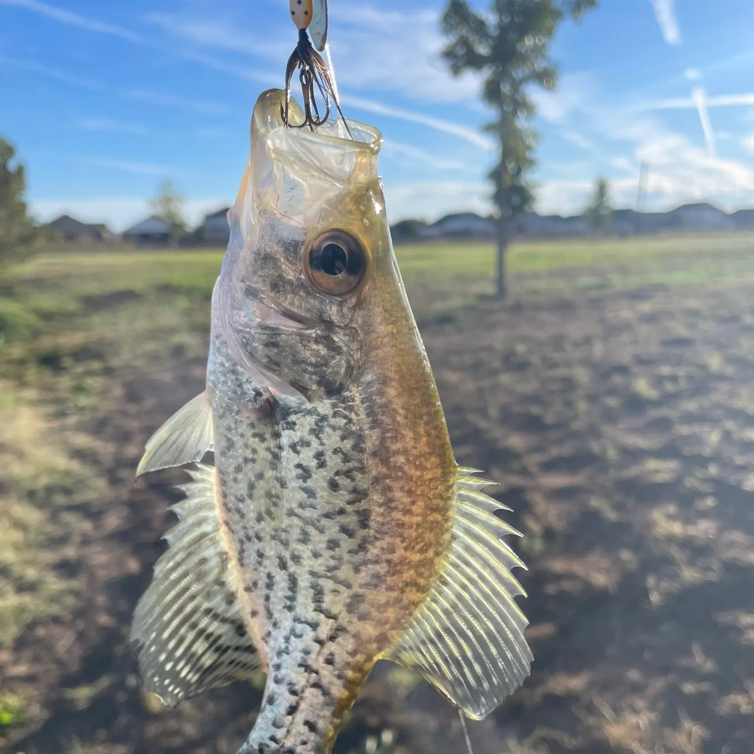 White crappie caught on Fishbrain