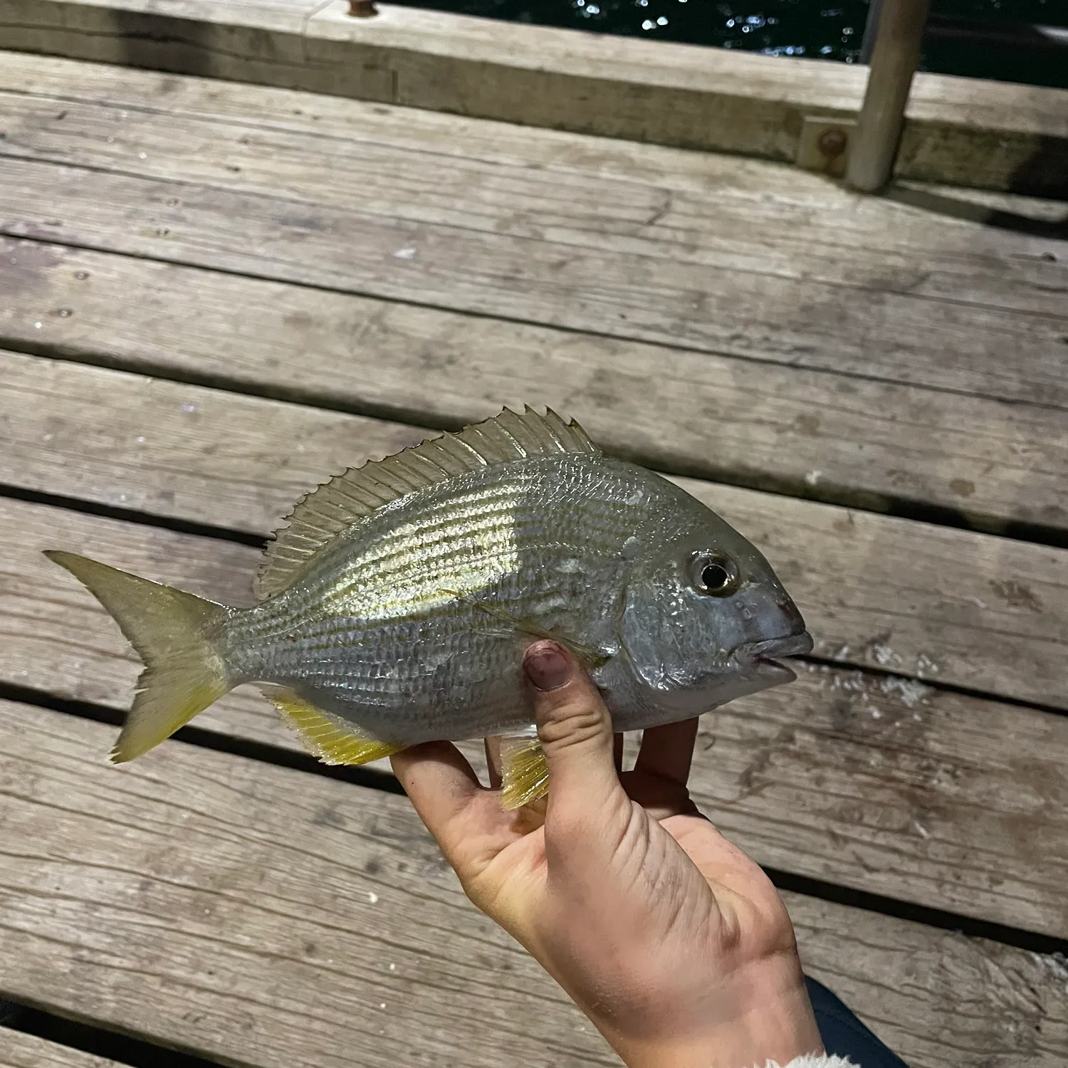 The most recent Goldlined seabream catches on Fishbrain