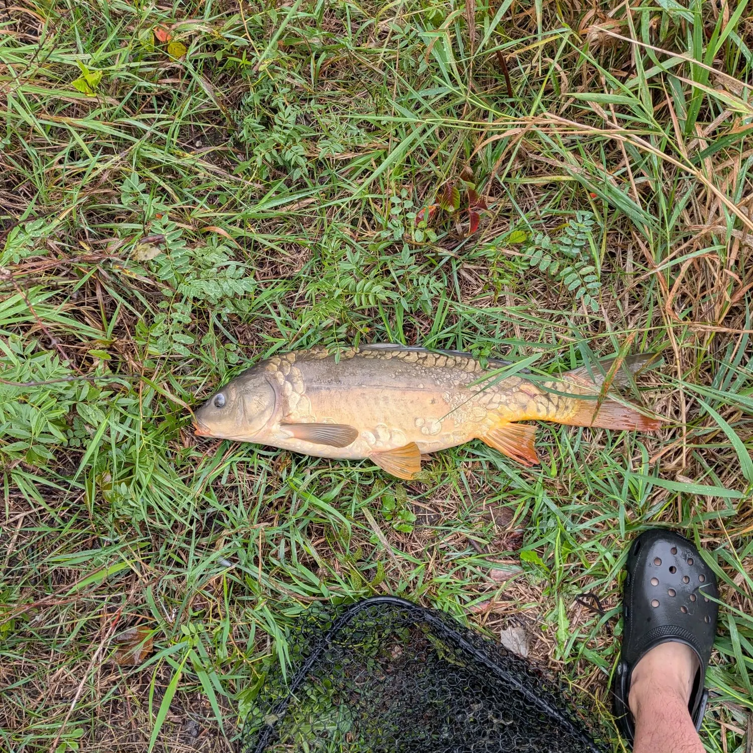 Mirror carp caught on Fishbrain