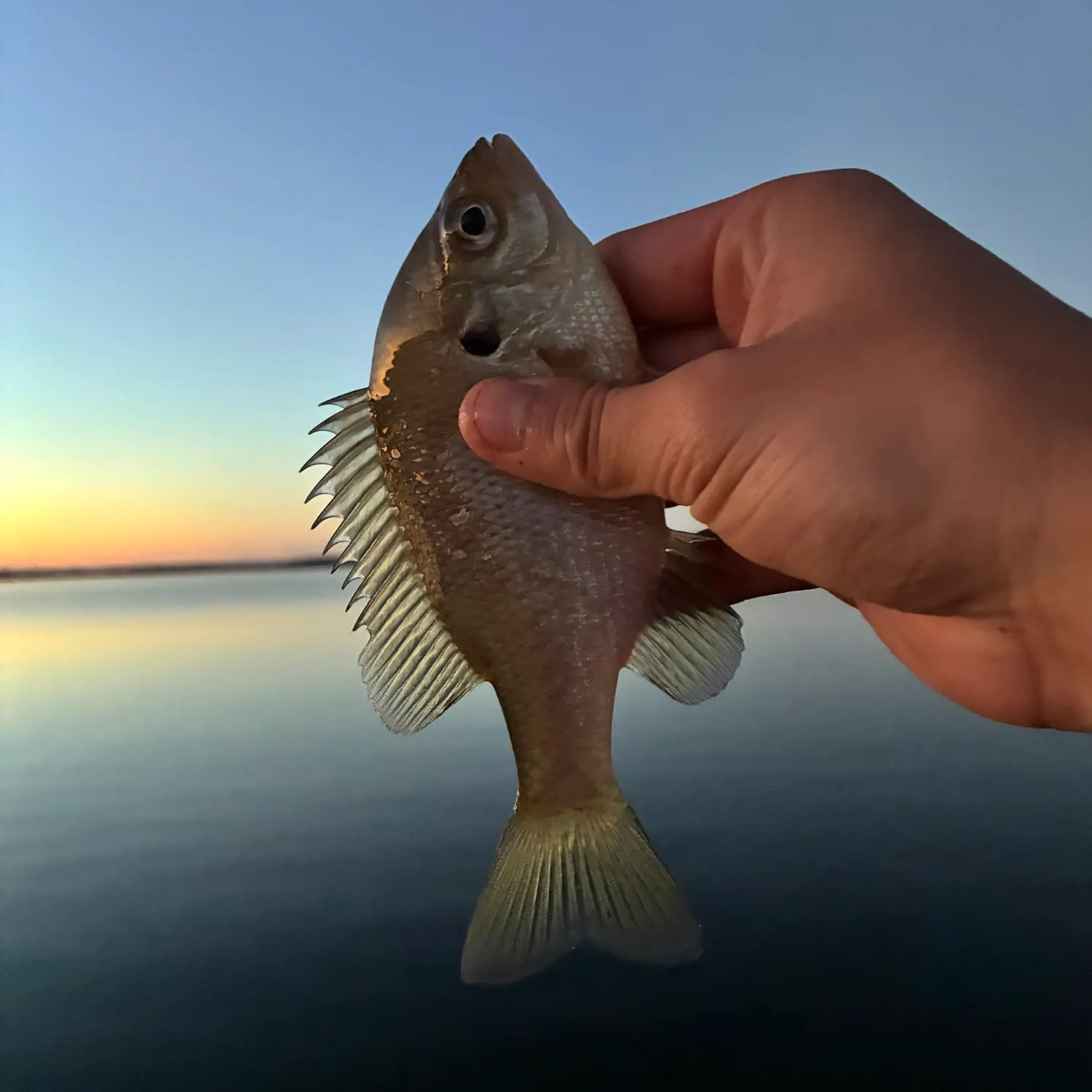 Bluegill caught on Fishbrain