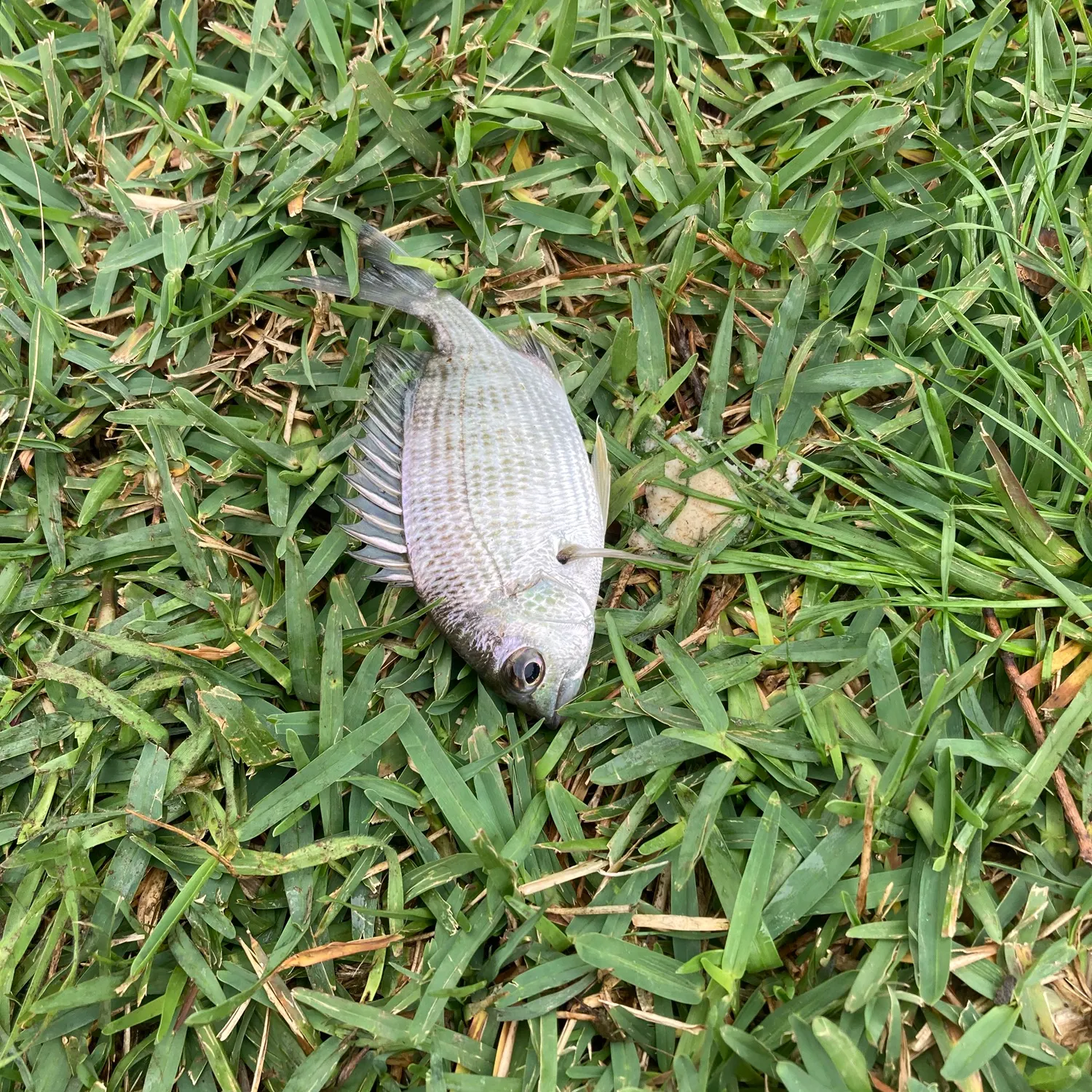 Surf bream caught on Fishbrain