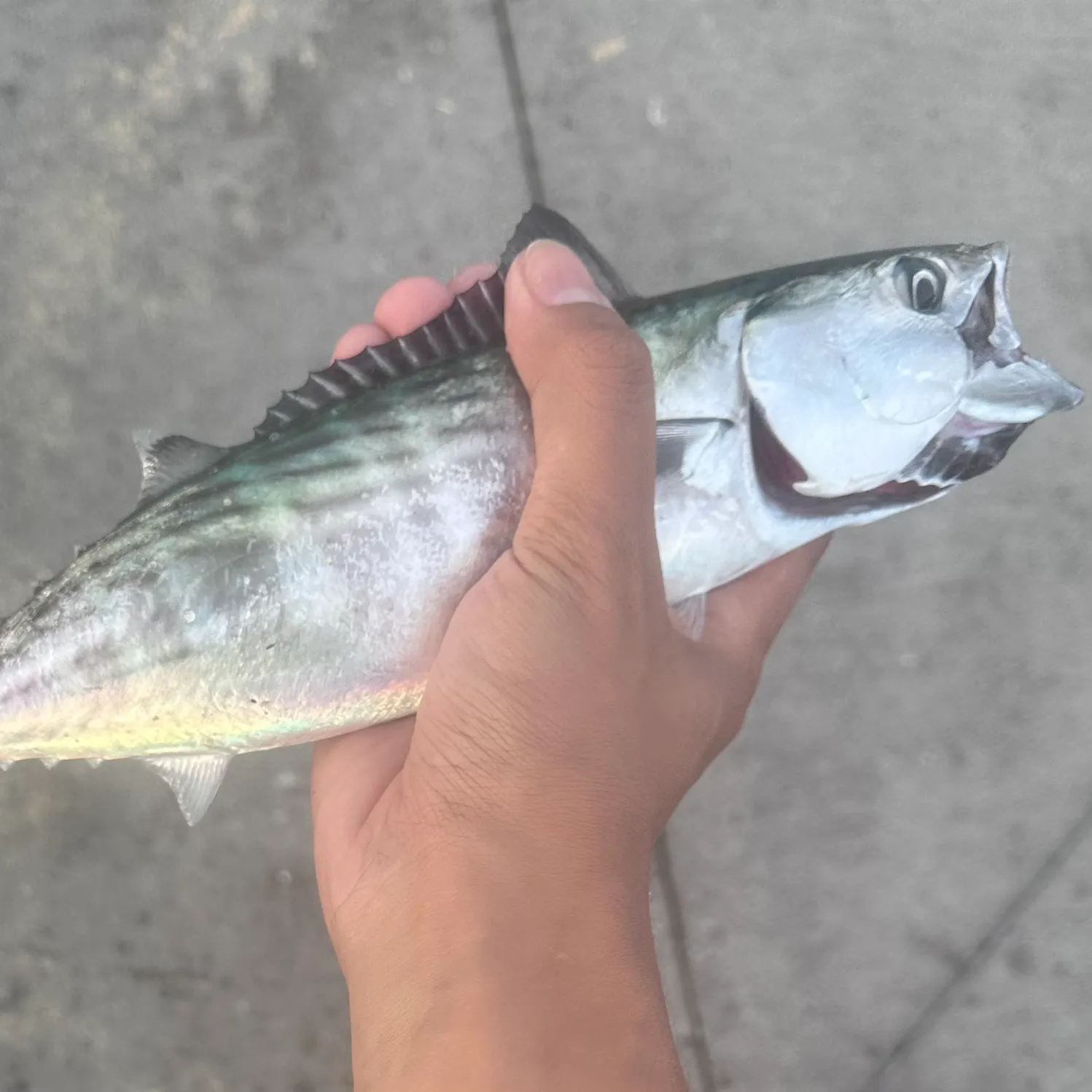 The most recent Eastern Pacific bonito catches on Fishbrain