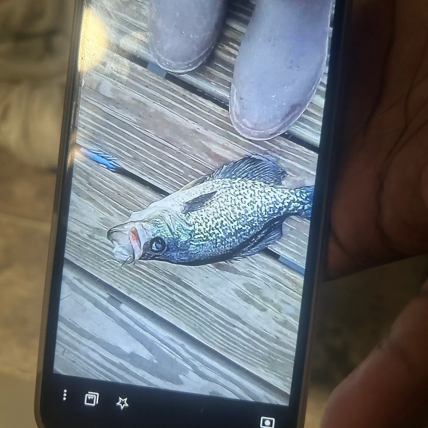 Fish caught on Fishbrain