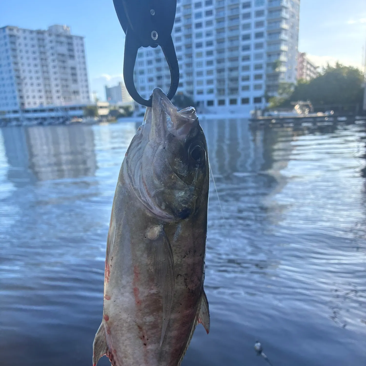 Blue runner caught on Fishbrain