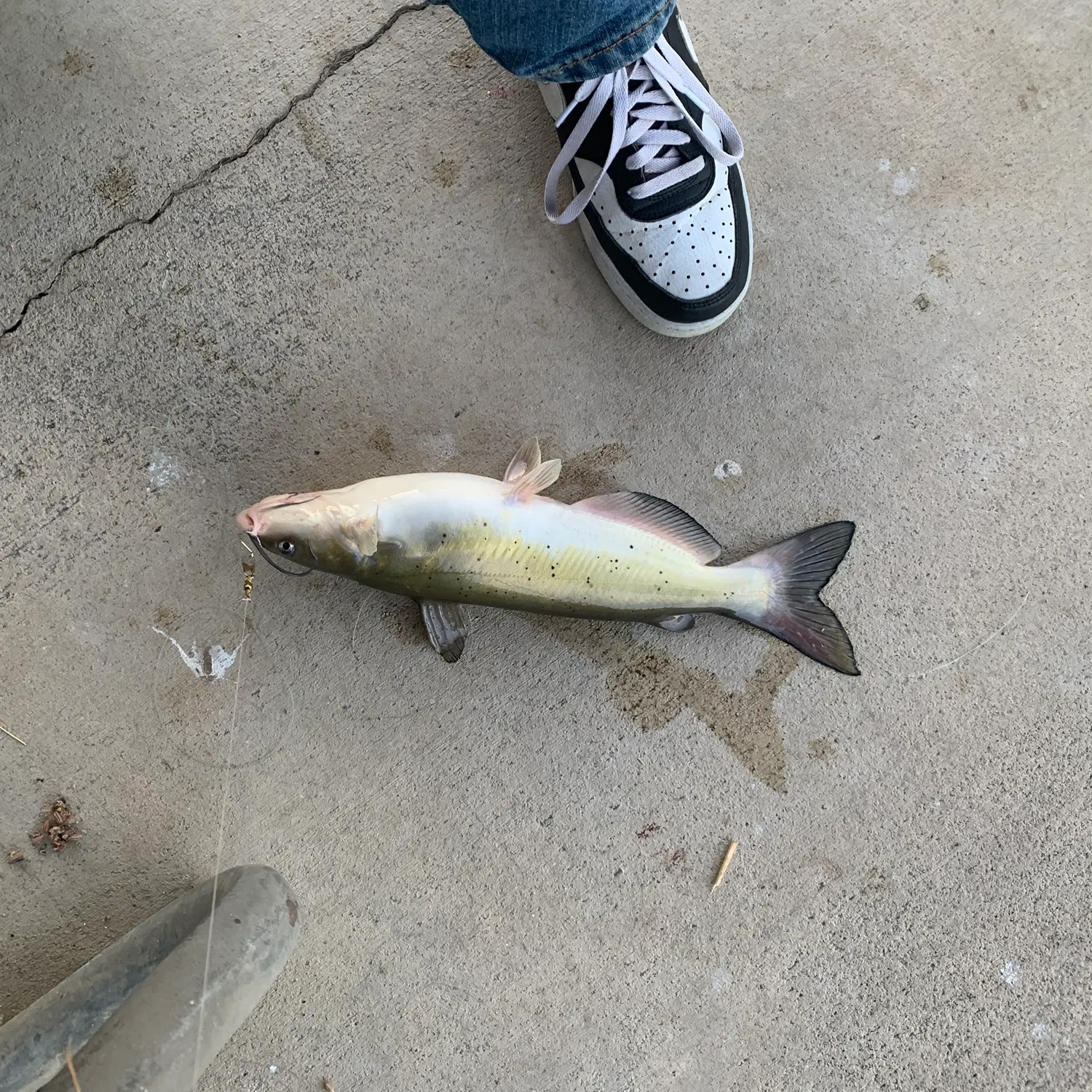 Channel catfish caught on Fishbrain