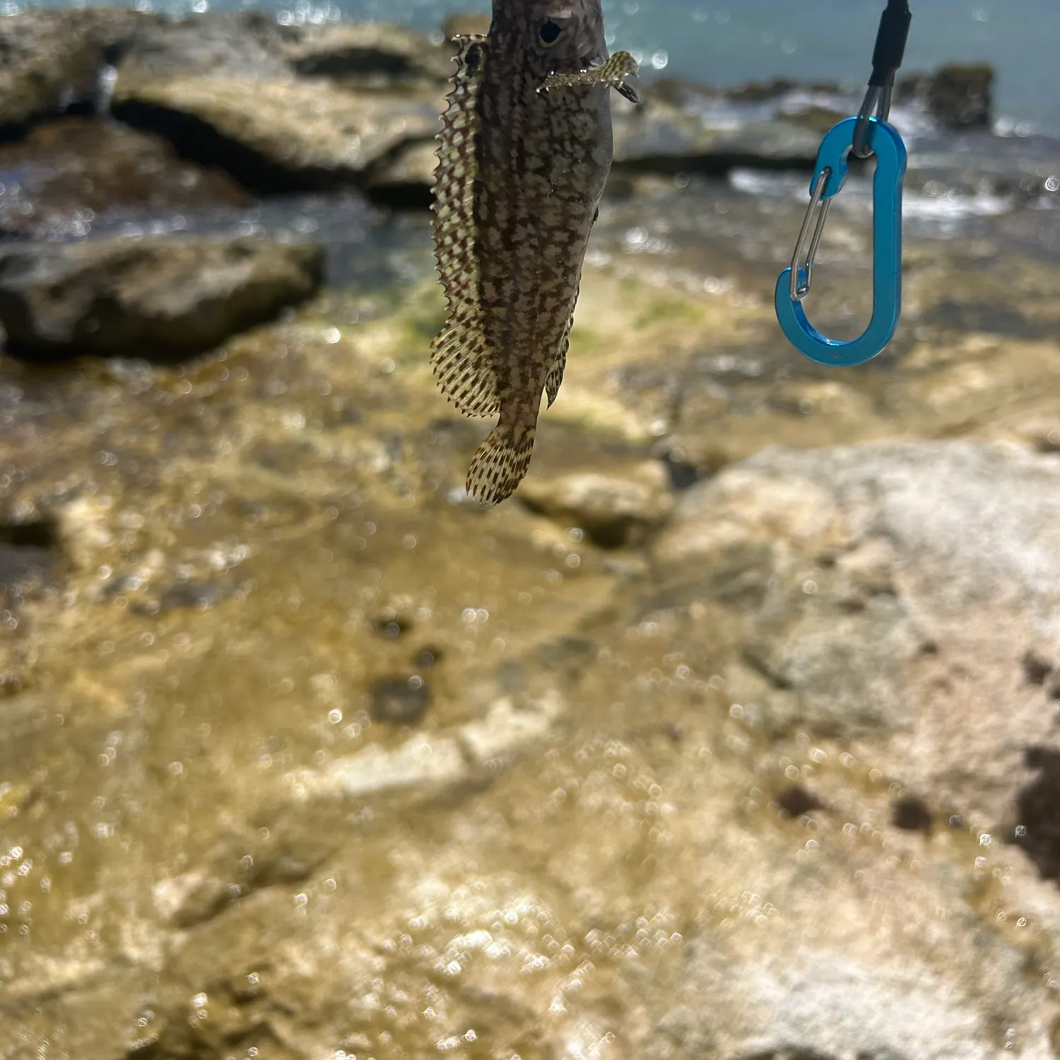 The most recent Masquerader hairy blenny catches on Fishbrain