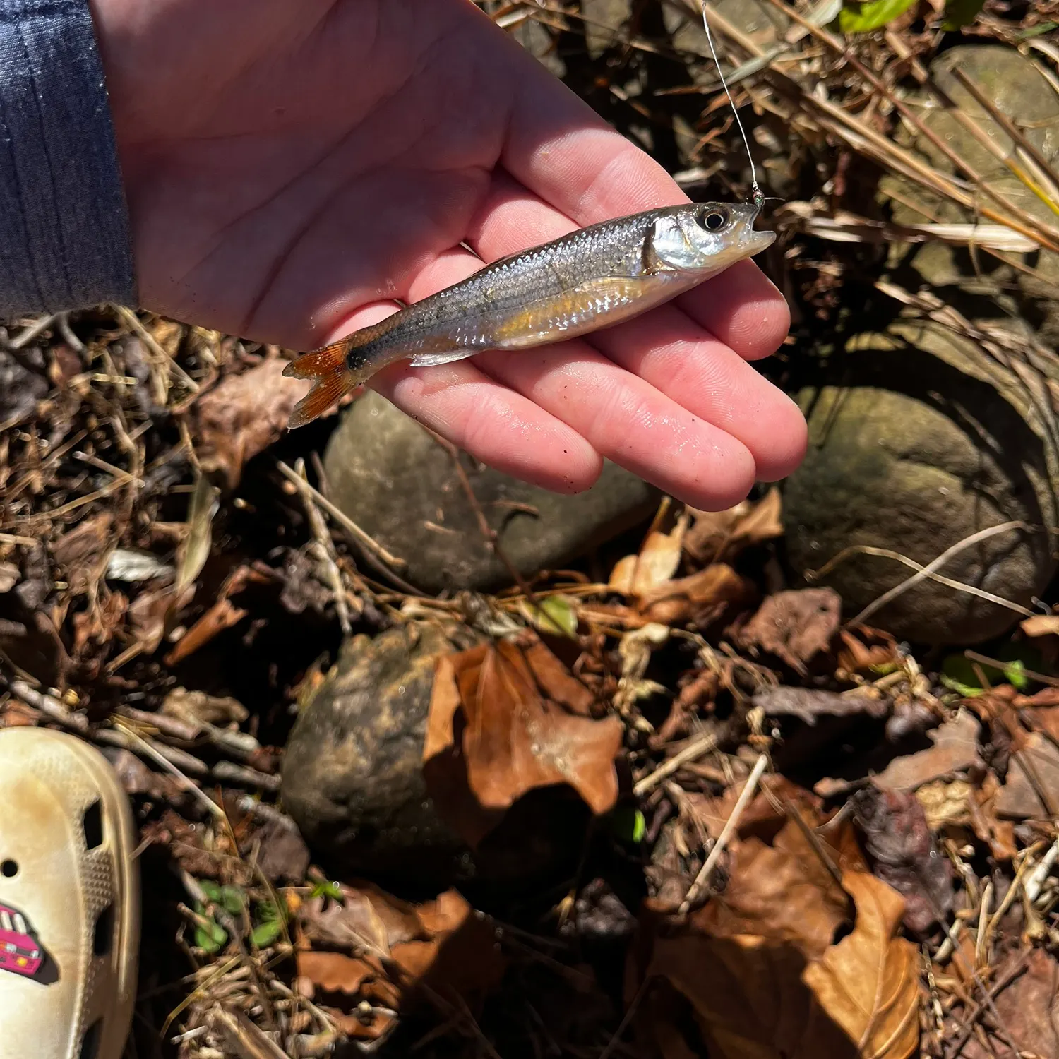 The most recent Red shiner catches on Fishbrain