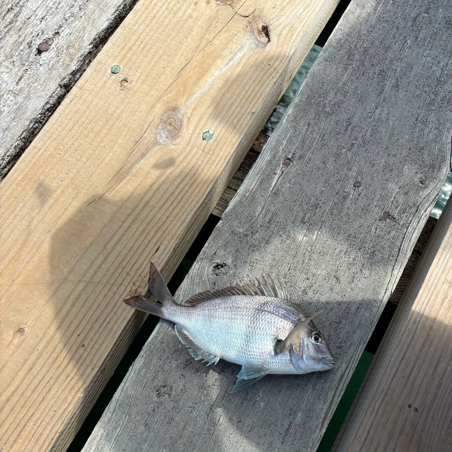 Scup caught on Fishbrain