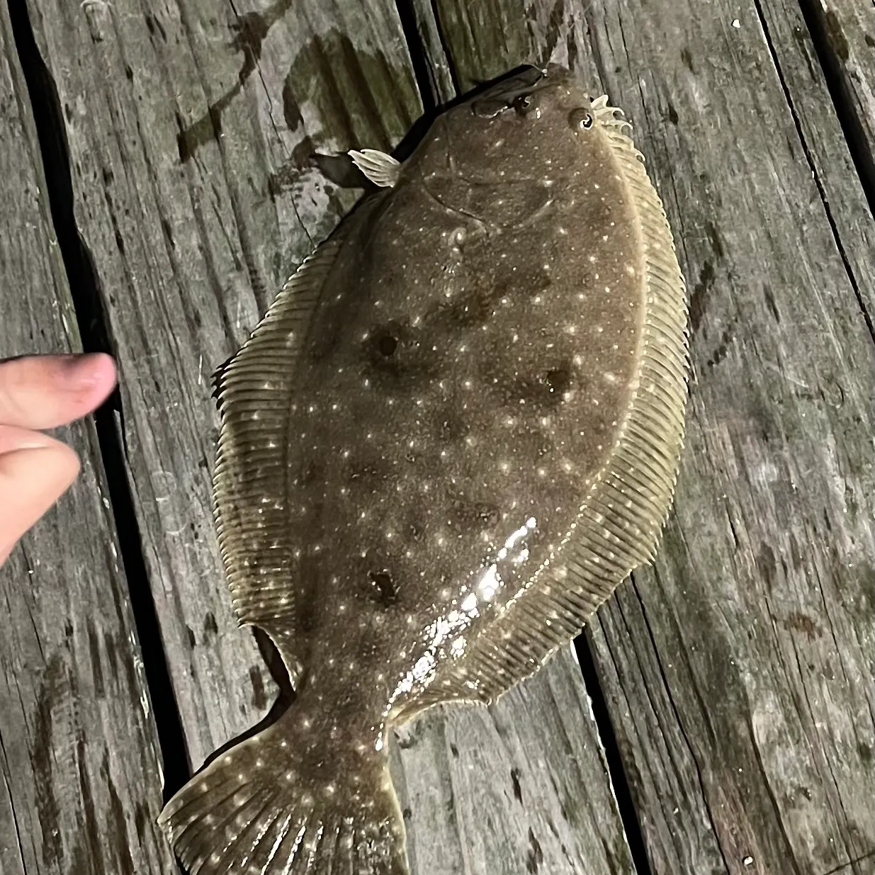 The most recent Gulf flounder catches on Fishbrain