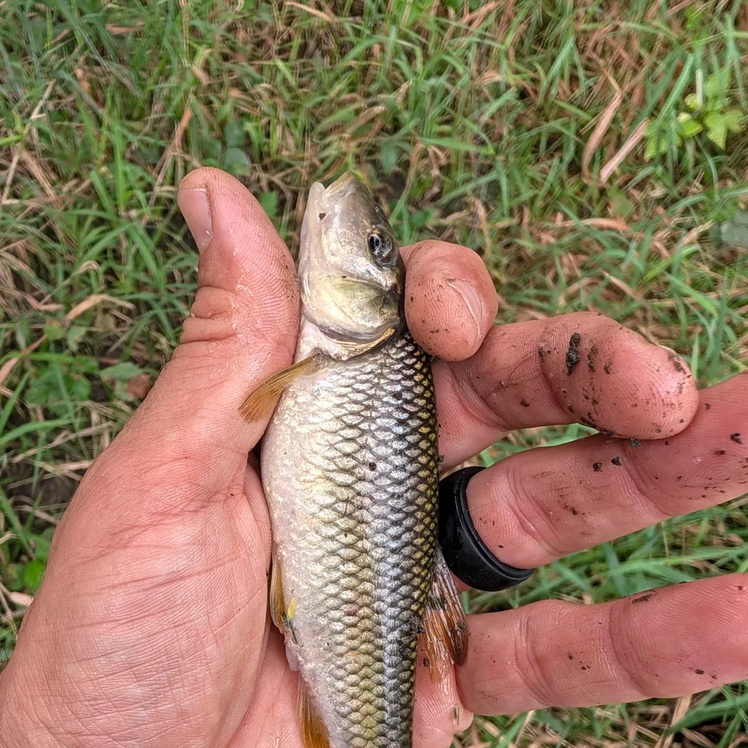 Hornyhead chub caught on Fishbrain