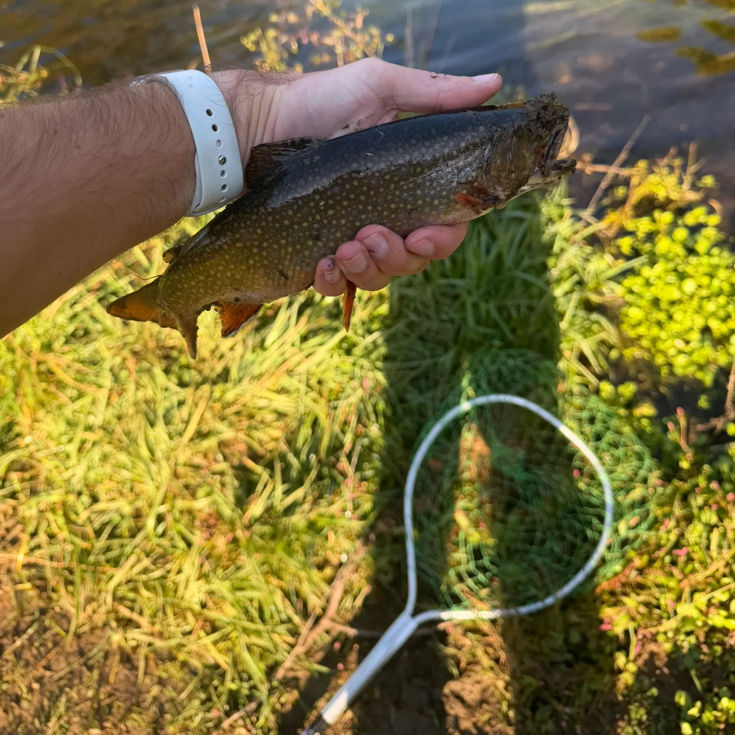 Brook trout caught on Fishbrain