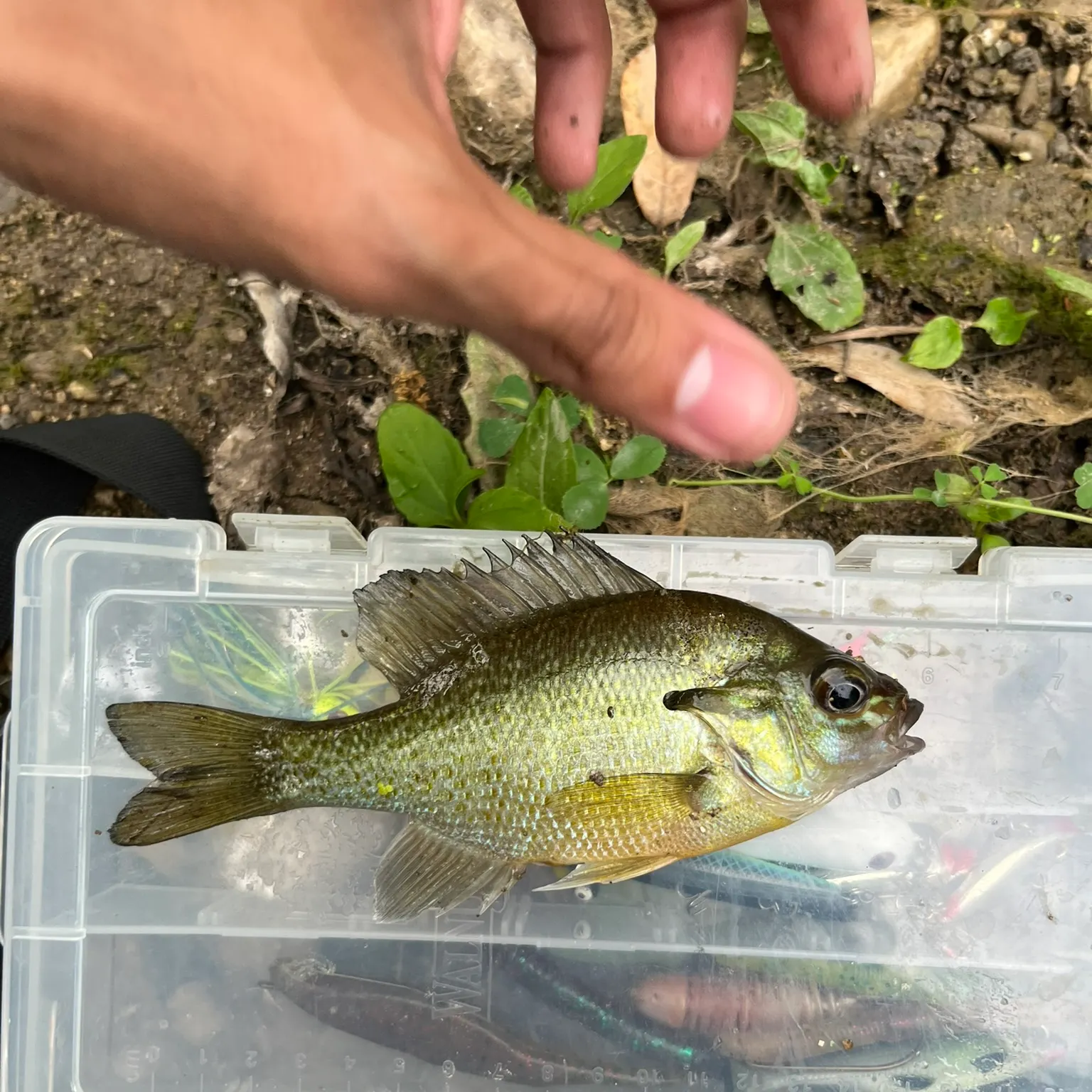 The most recent Redbreast sunfish catches on Fishbrain