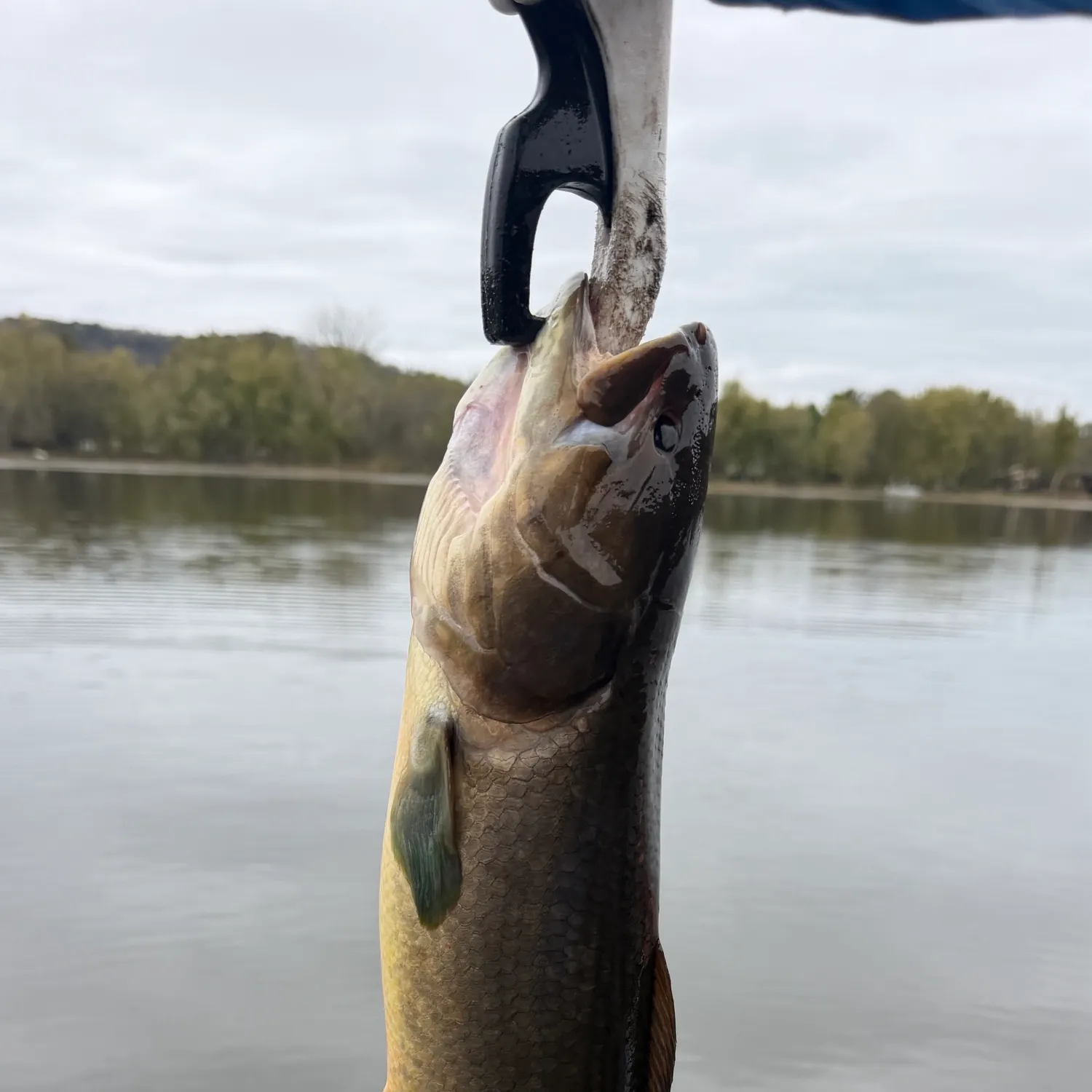 Eyetail bowfin caught on Fishbrain