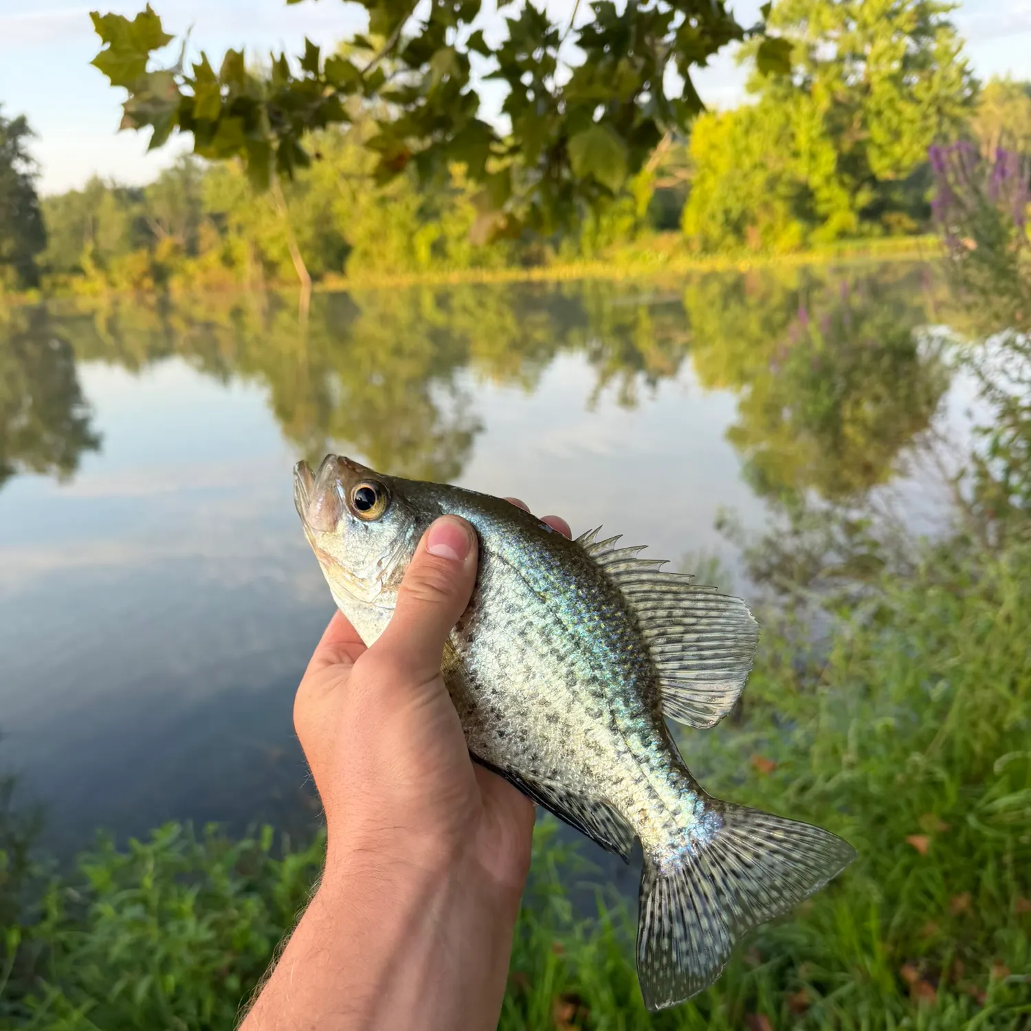 The most recent White crappie catches on Fishbrain