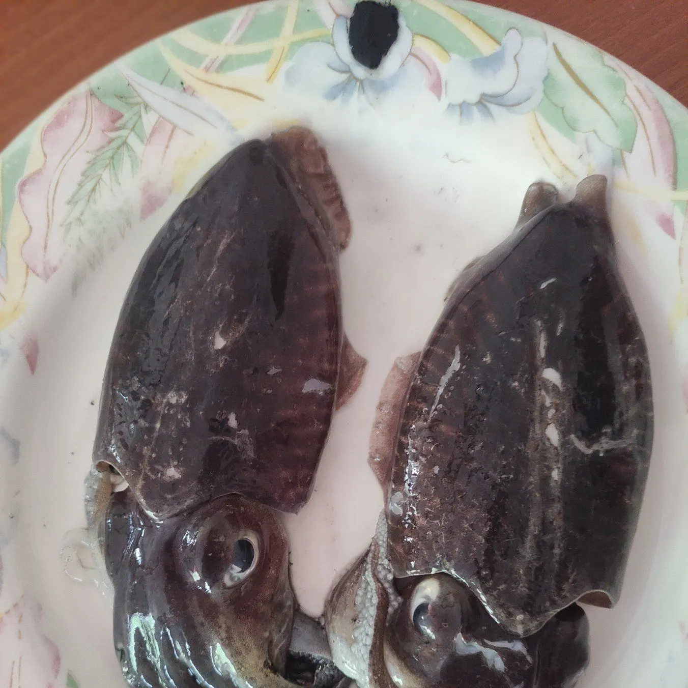 The most recent Common cuttlefish catches on Fishbrain
