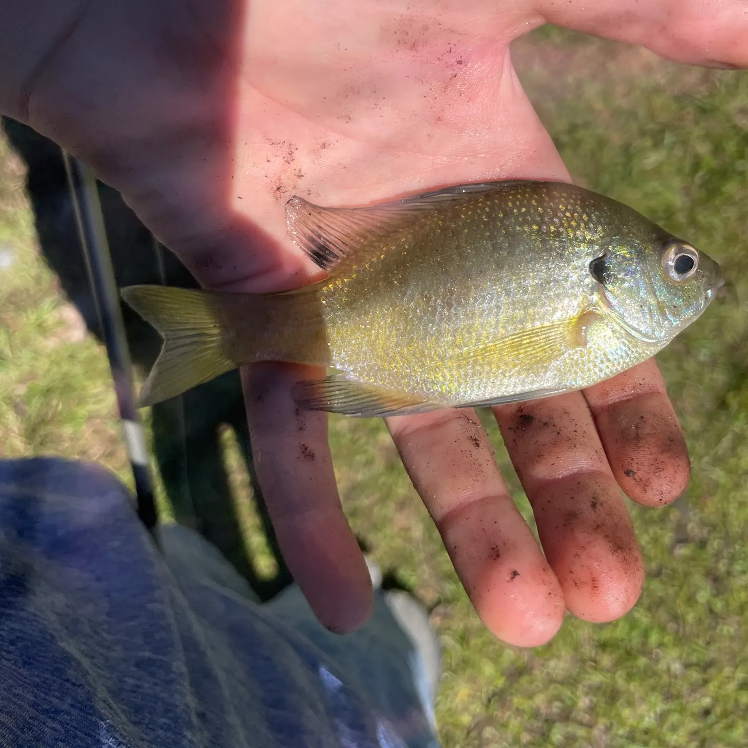 Bluegill caught on Fishbrain