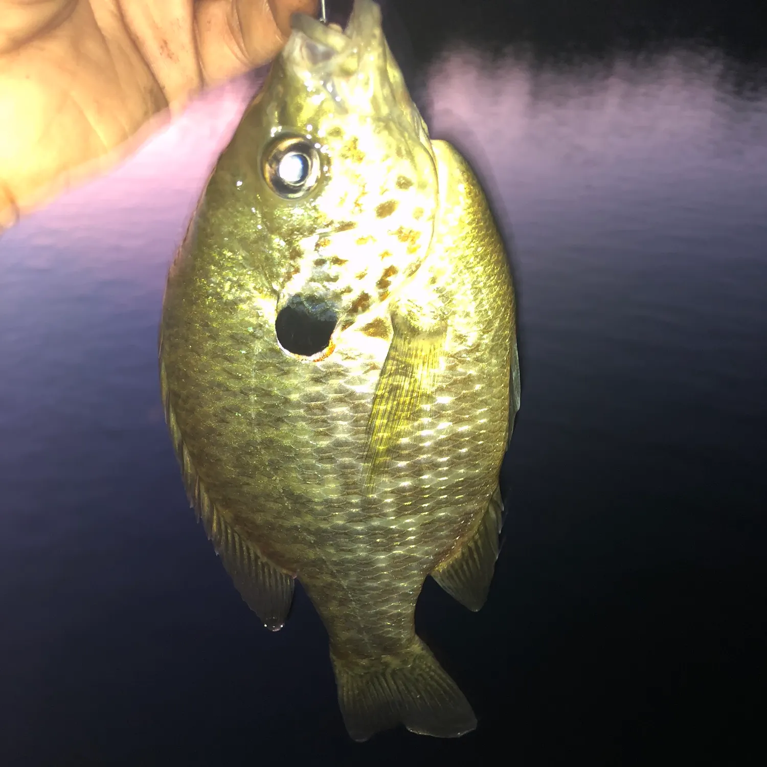 Greengill hybrid caught on Fishbrain