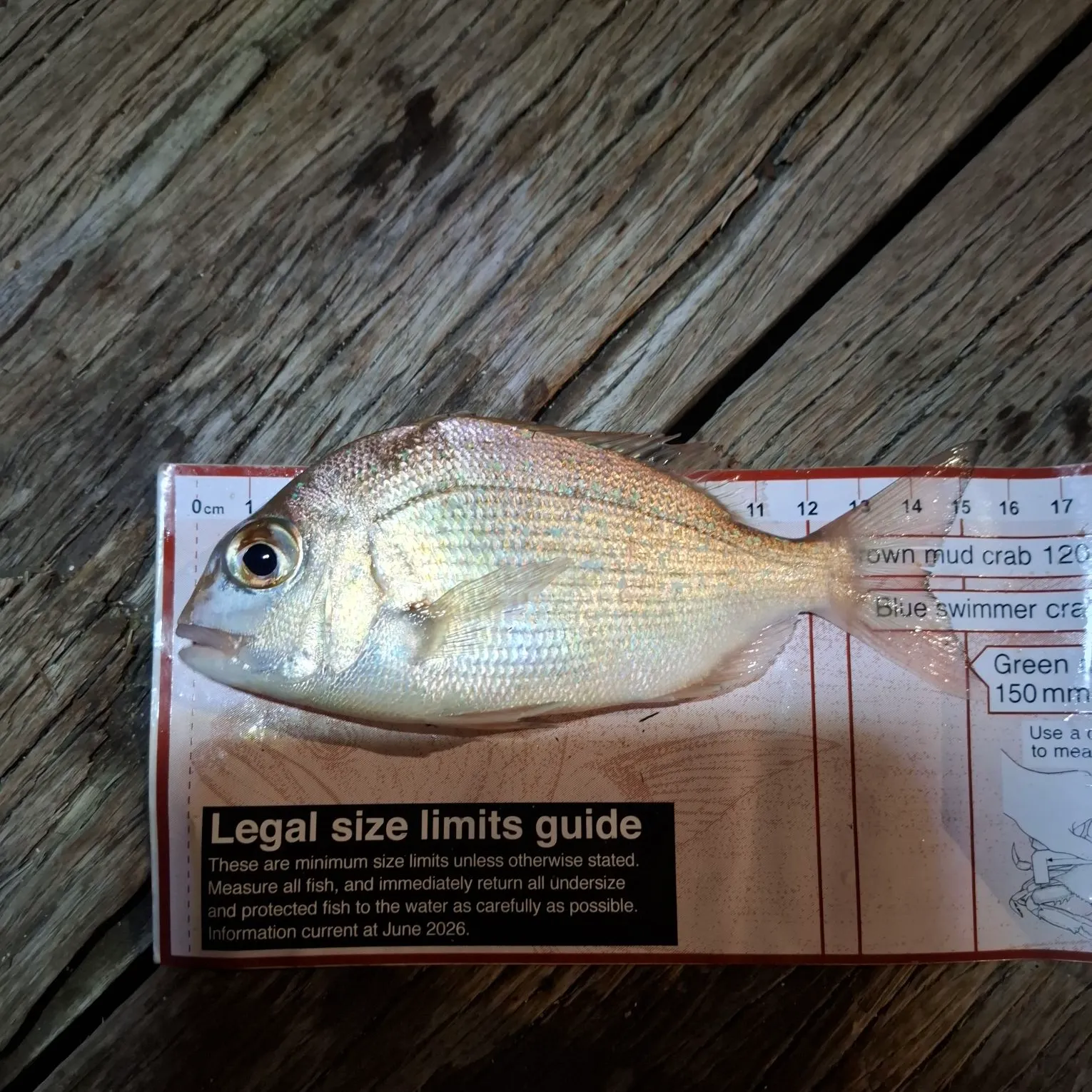 The most recent Australasian snapper catches on Fishbrain