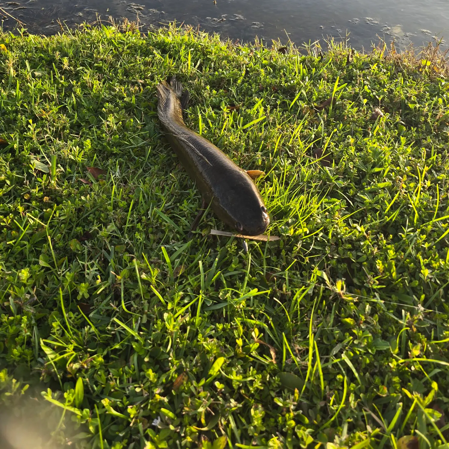 Goldline snakehead caught on Fishbrain