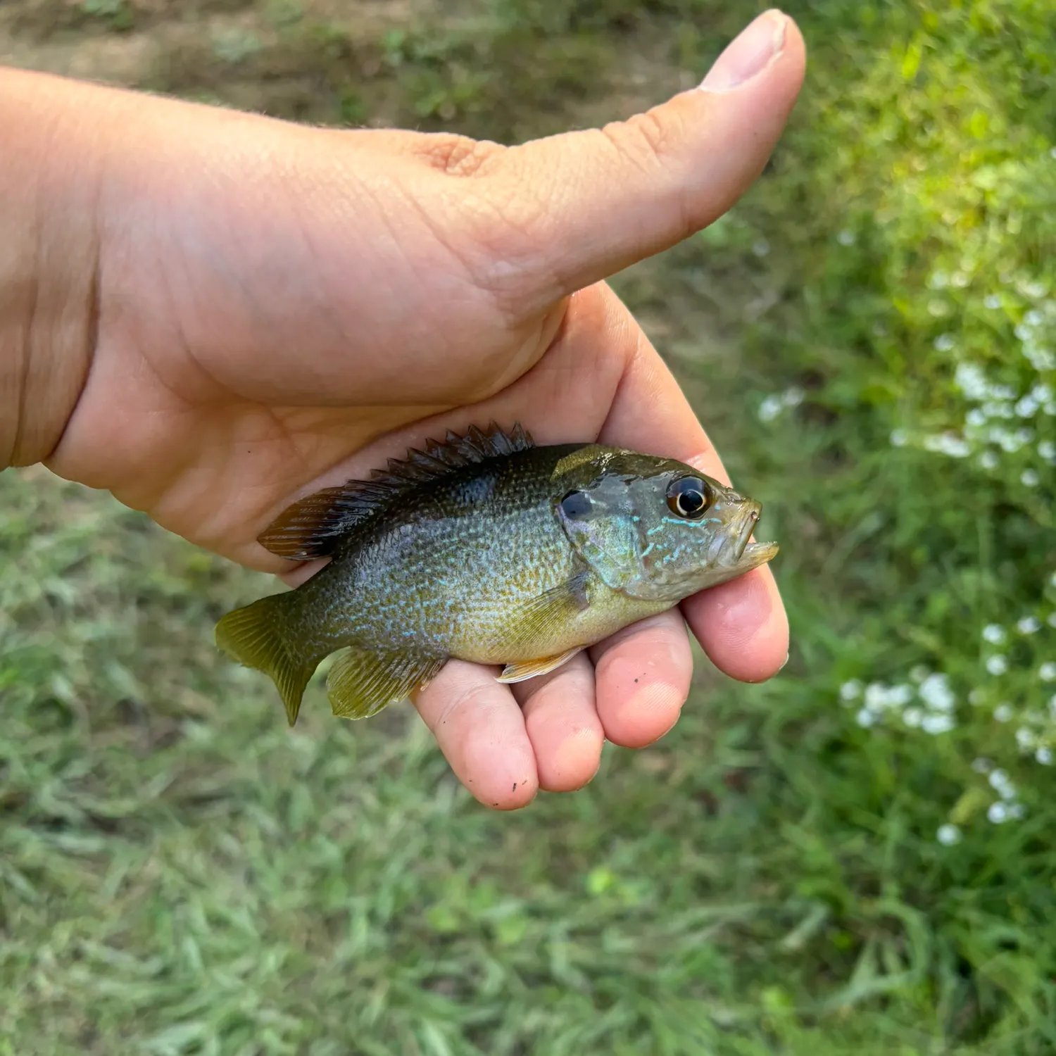 Green sunfish caught on Fishbrain
