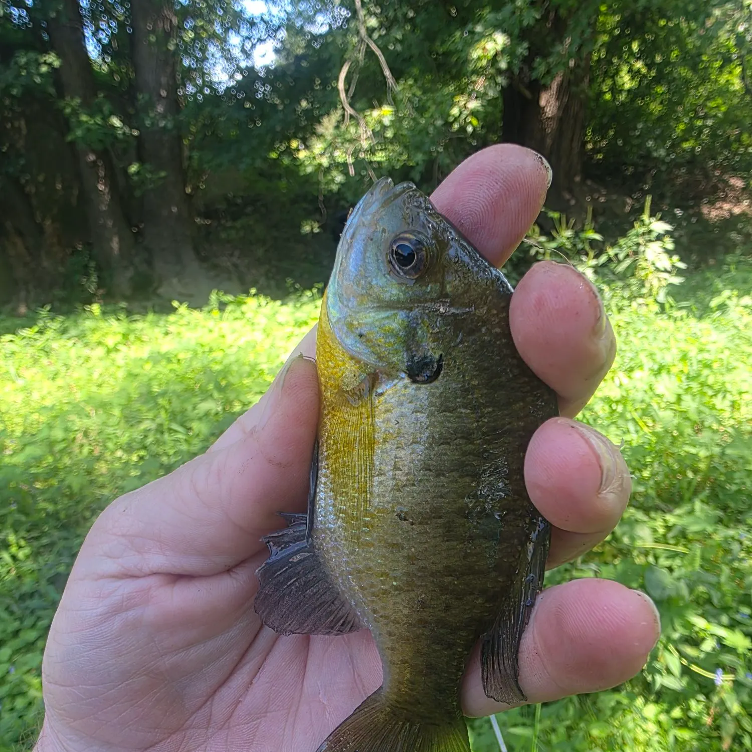 Bluegill caught on Fishbrain