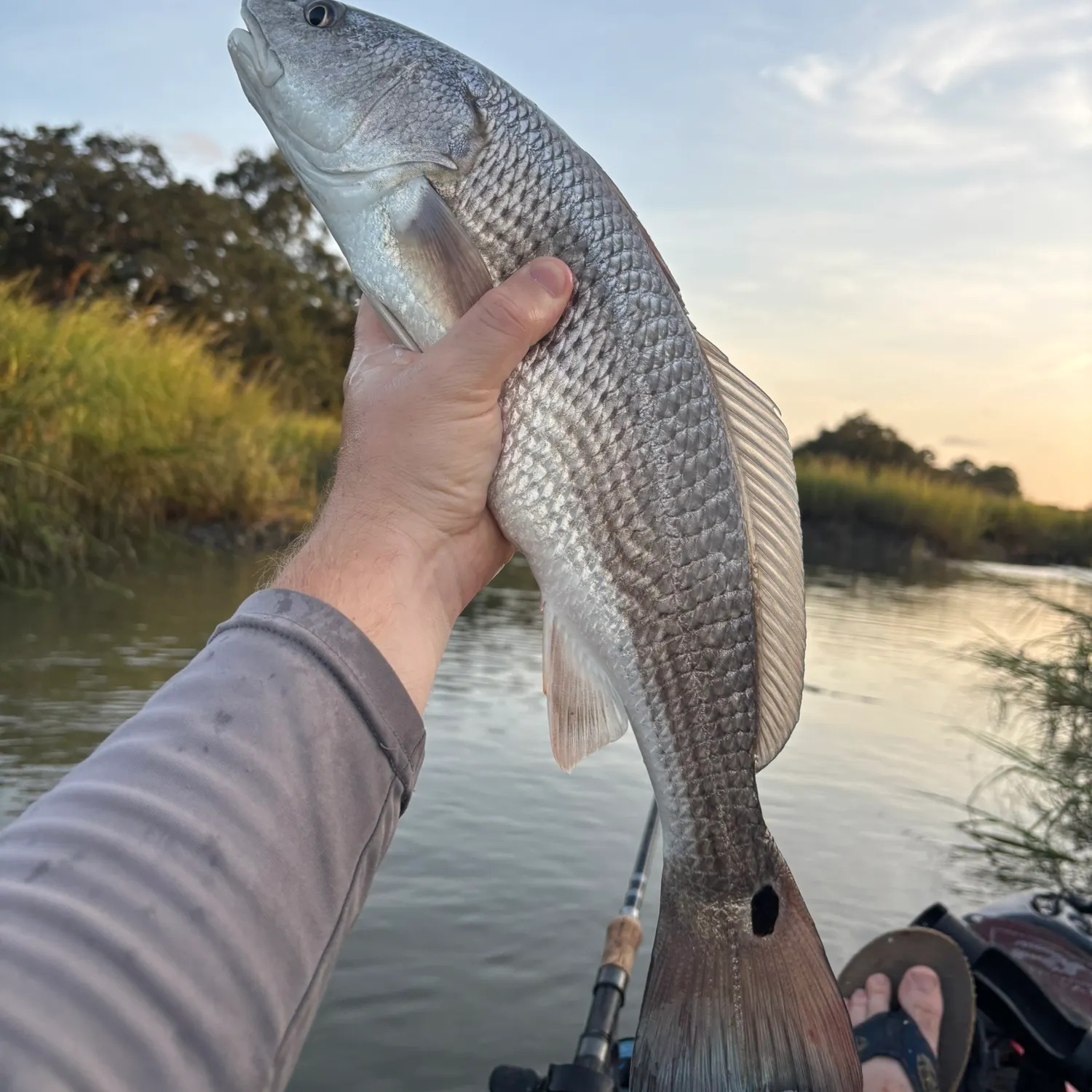 Red drum caught on Fishbrain