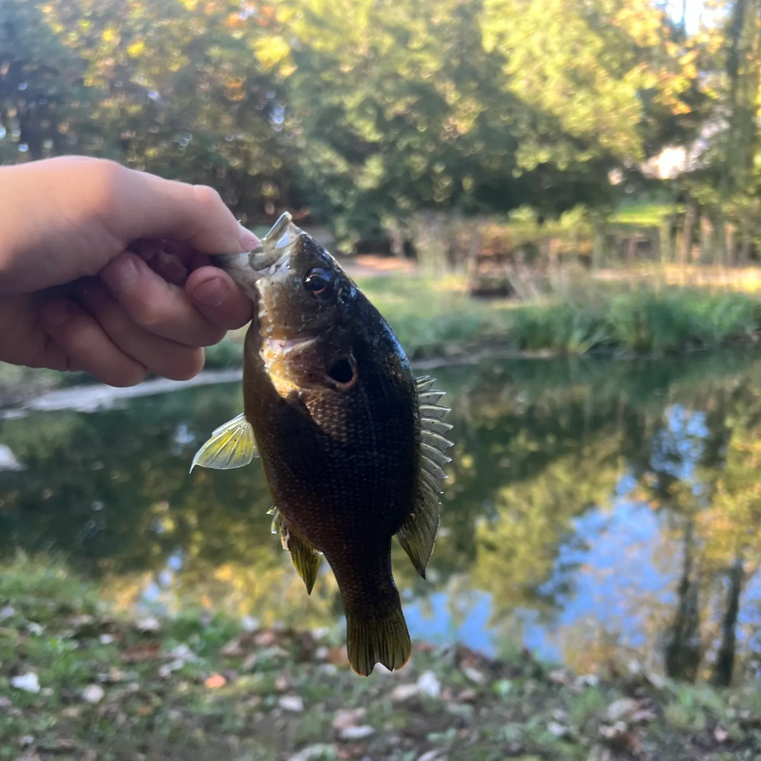 Fish caught on Fishbrain
