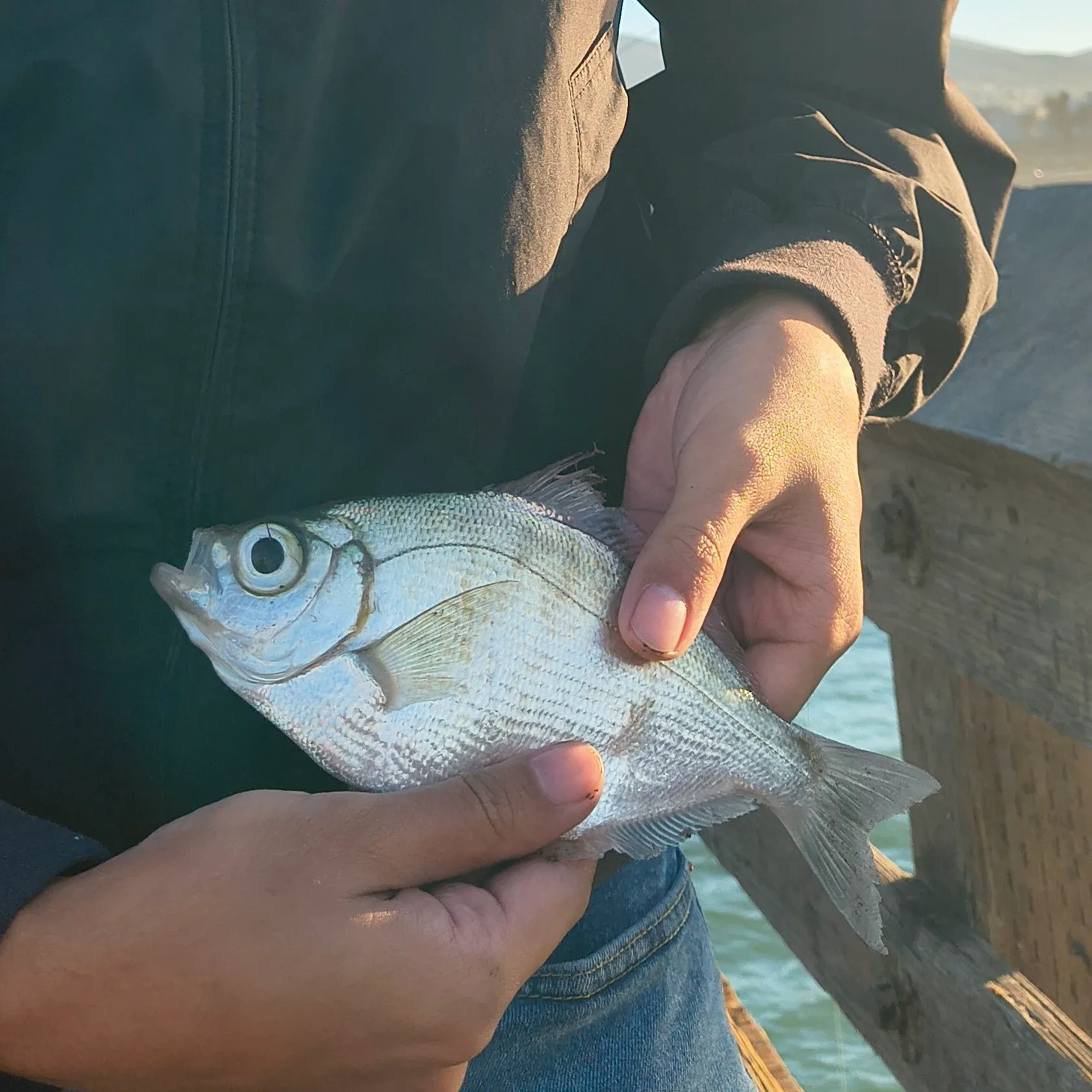 The most recent Barred surfperch catches on Fishbrain