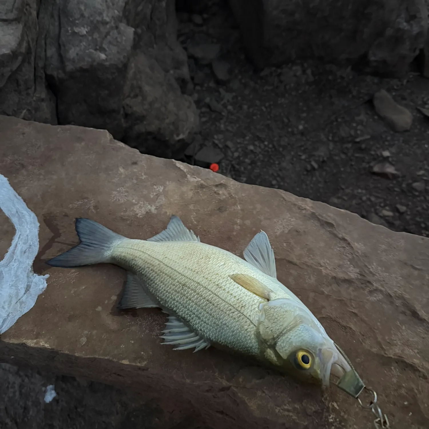 White bass caught on Fishbrain