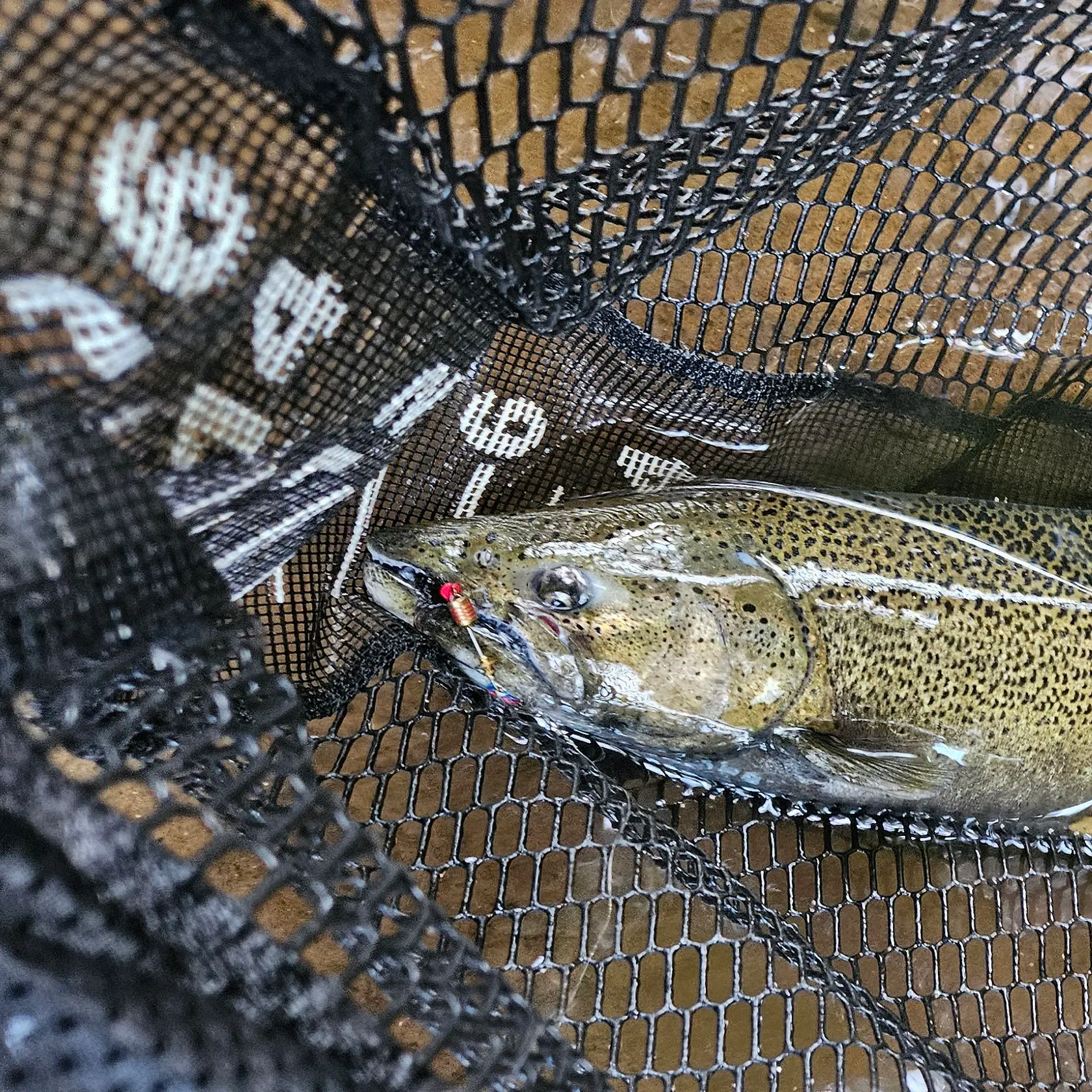 Chinook salmon caught on Fishbrain
