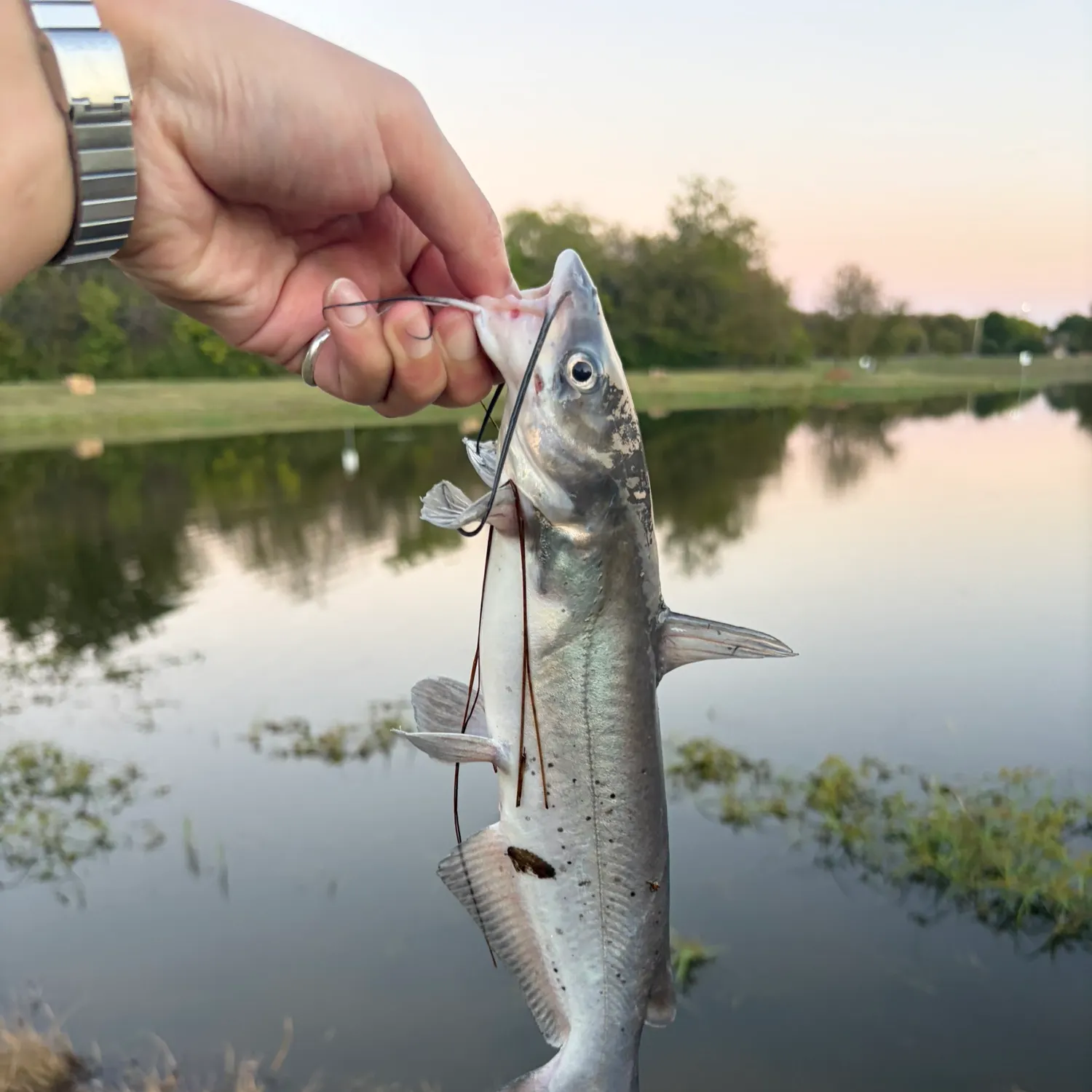 Channel catfish caught on Fishbrain