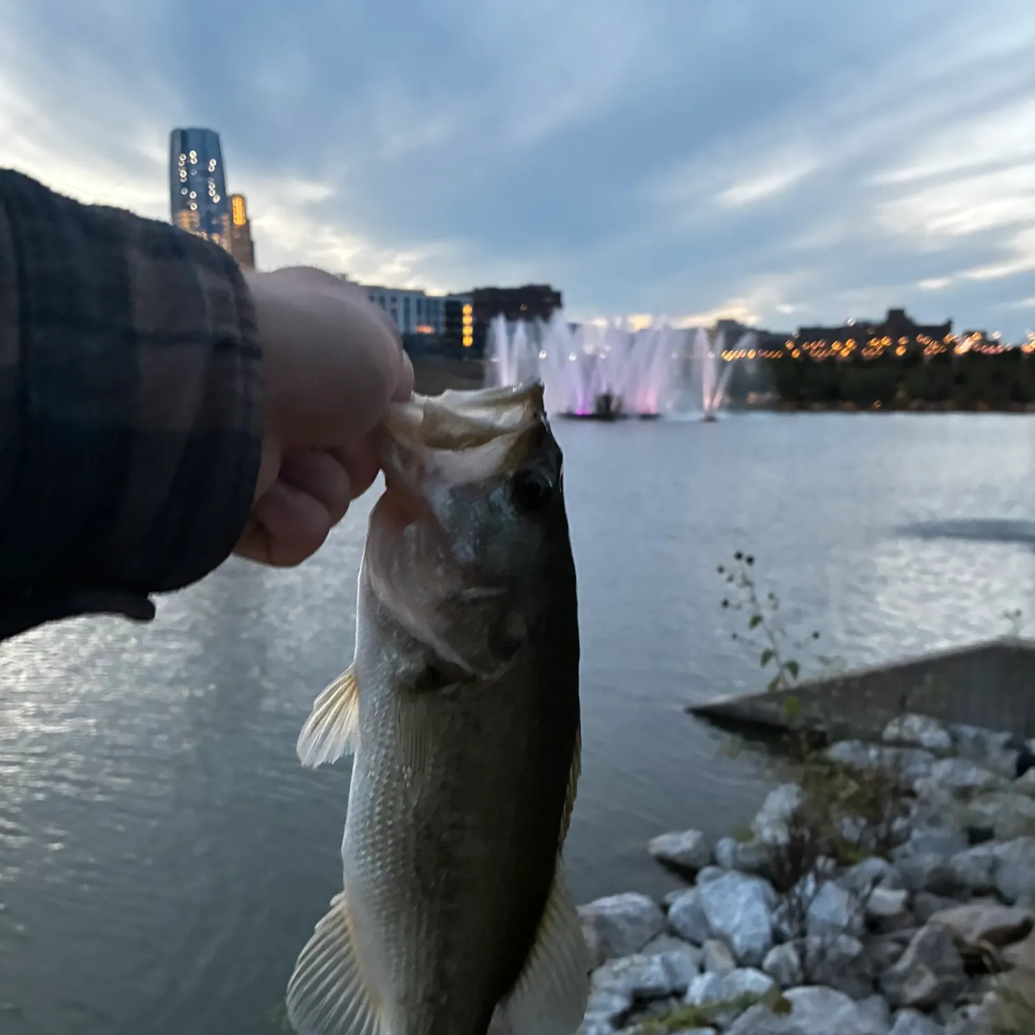 Largemouth bass caught on Fishbrain