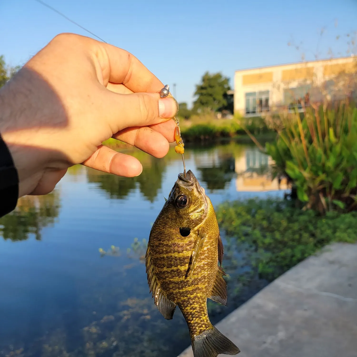 The most recent Bluegill catches on Fishbrain