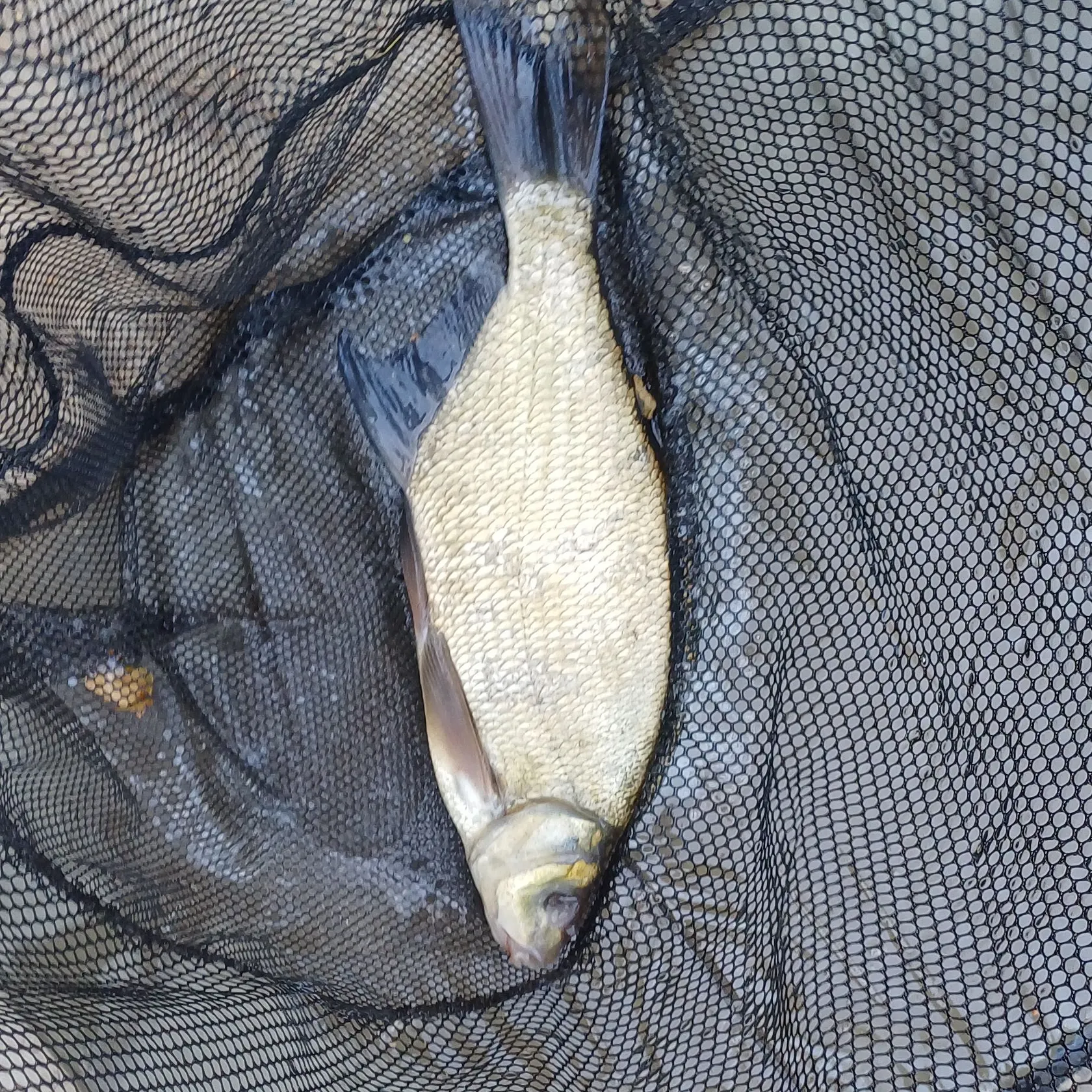 The most recent Common bream catches on Fishbrain