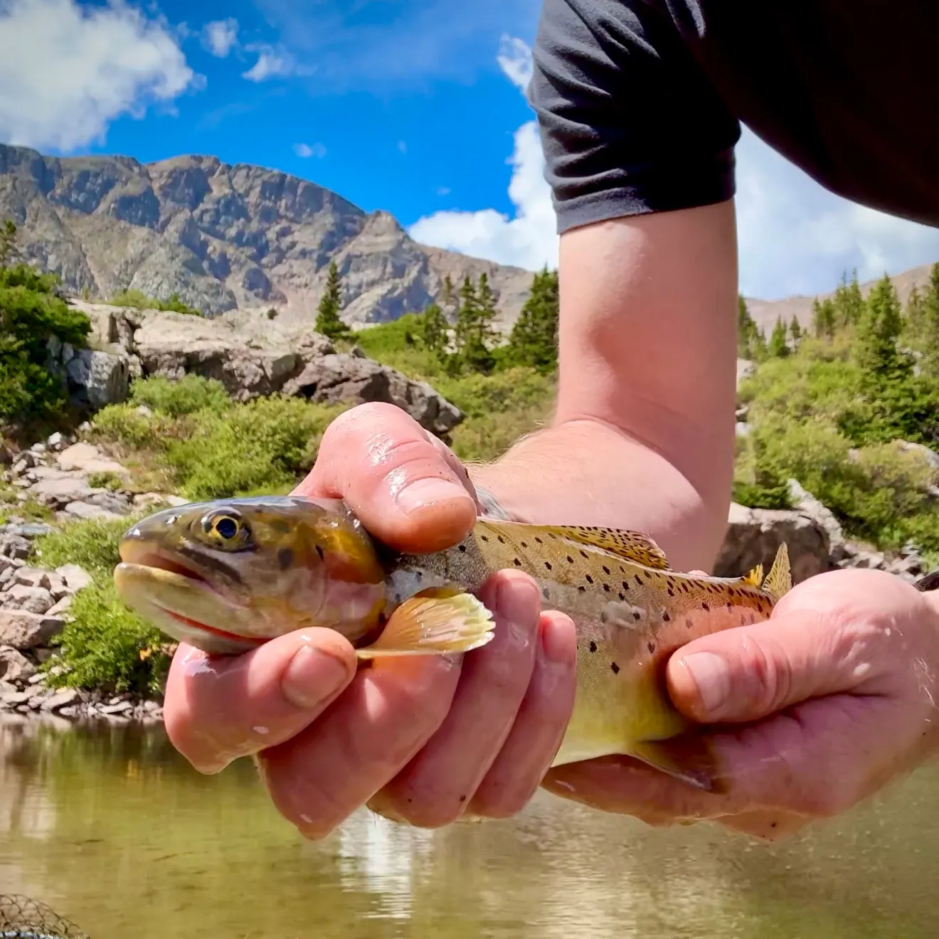 Cutthroat trout caught on Fishbrain