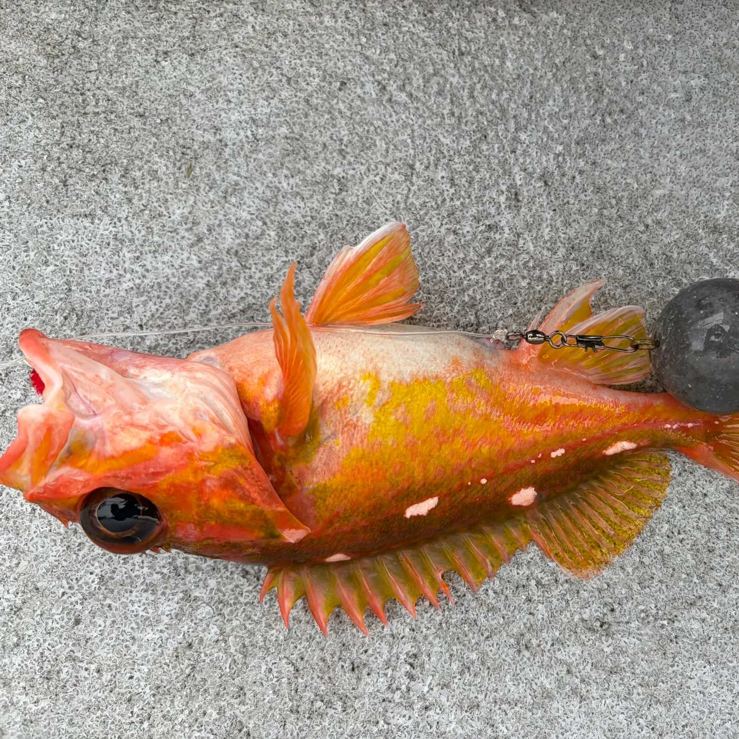 The most recent Rosy rockfish catches on Fishbrain