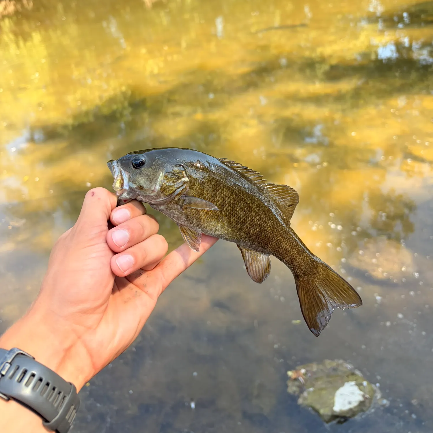 Smallmouth bass caught on Fishbrain