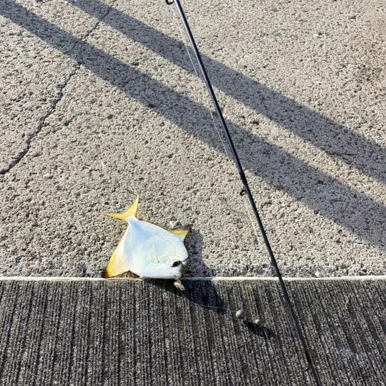 The most recent Triangle butterflyfish catches on Fishbrain