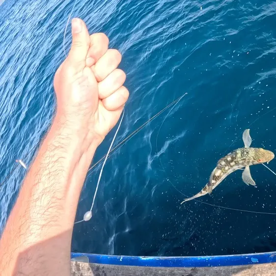 Kelp bass caught on Fishbrain