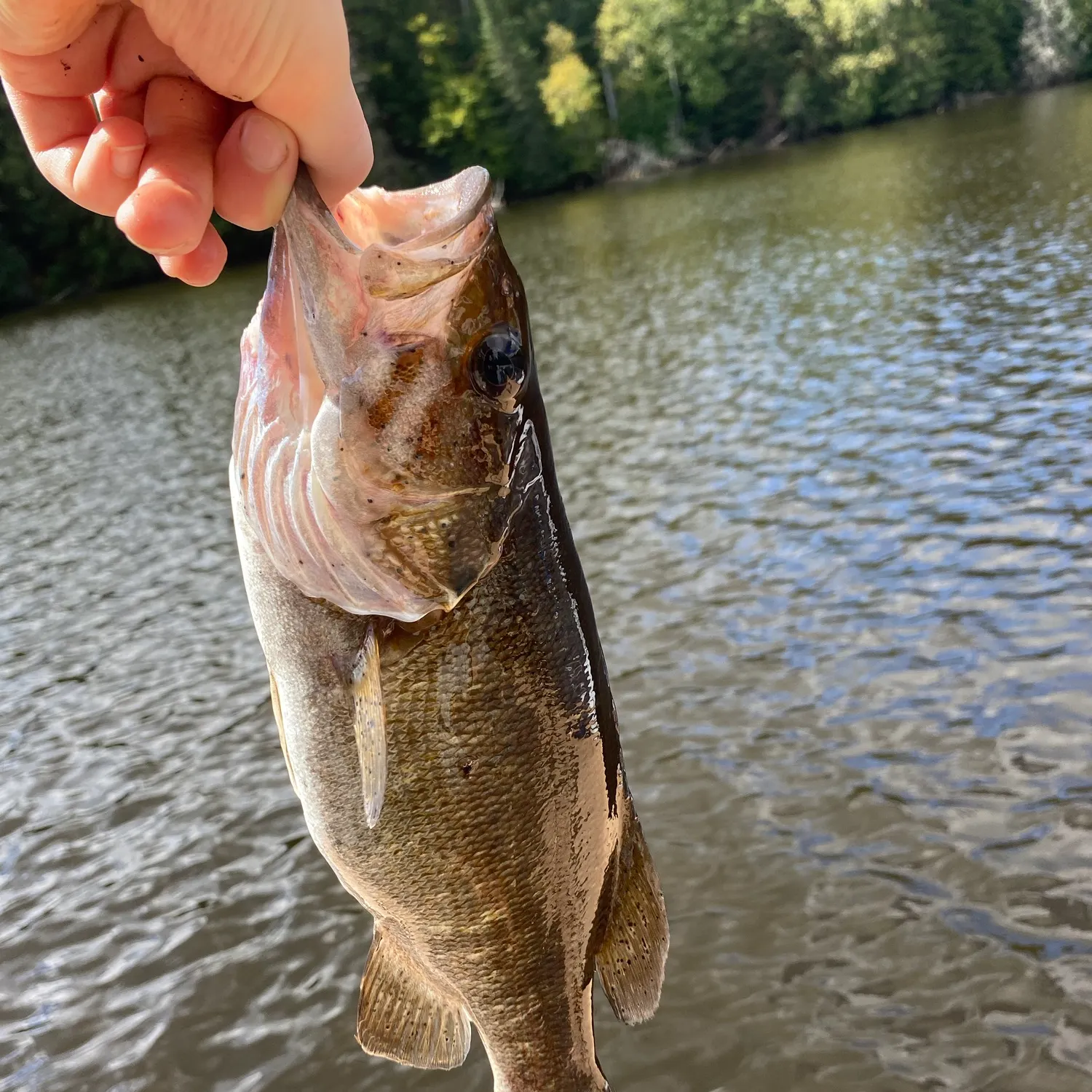 Smallmouth bass caught on Fishbrain