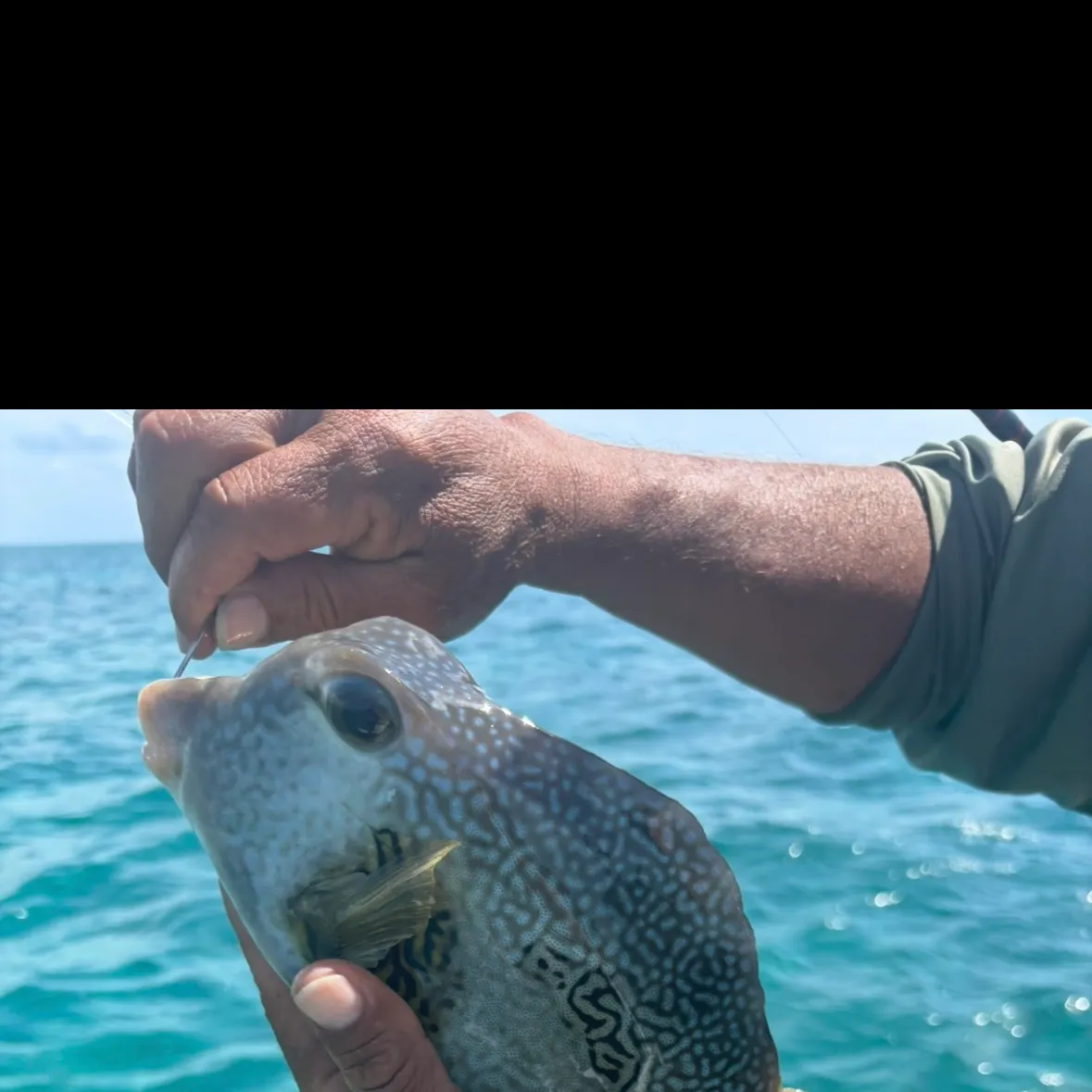 The most recent Whitespotted boxfish catches on Fishbrain