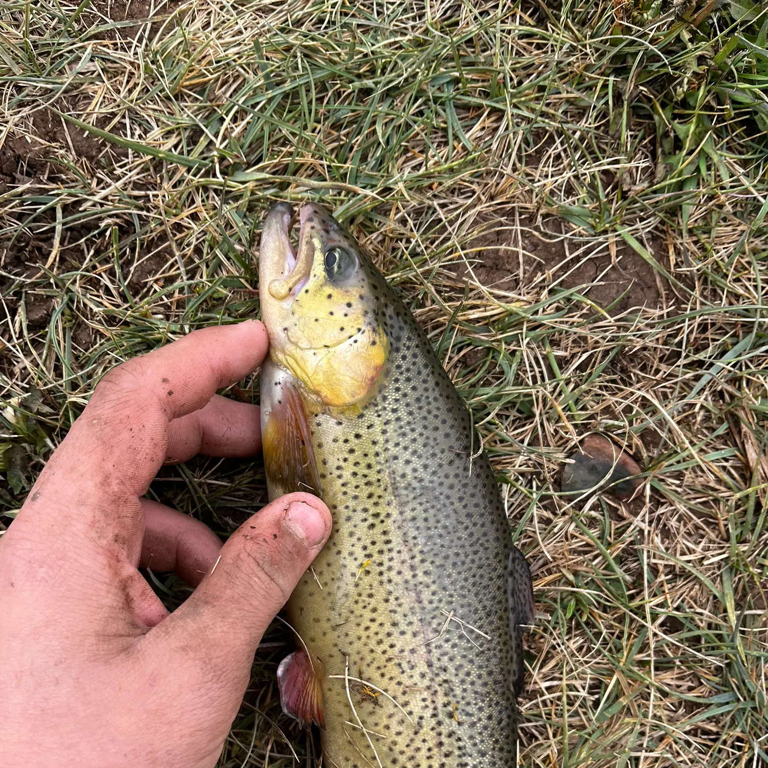 The most recent Apache trout catches on Fishbrain